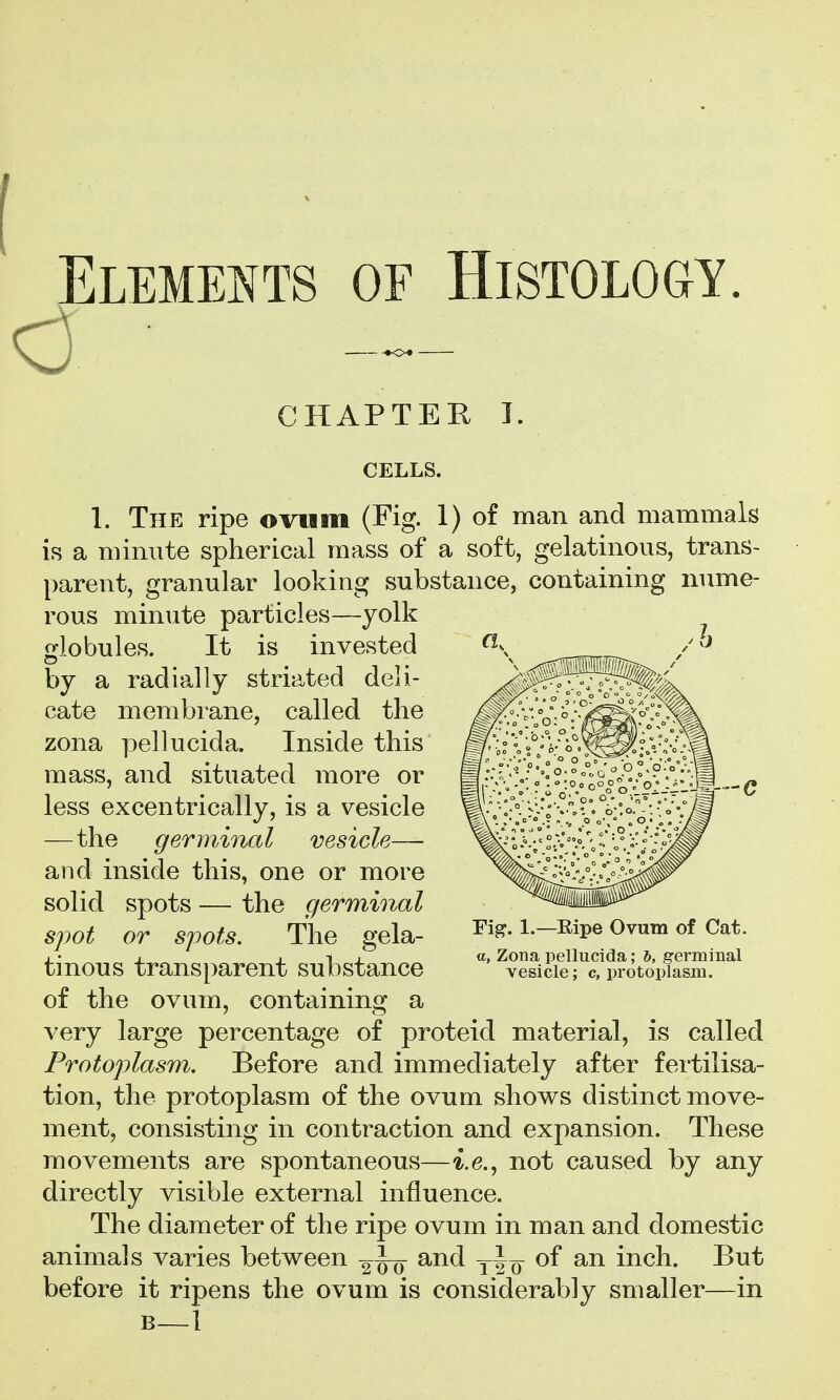 0 ■ CHAPTER 1. CELLS. 1. The ripe ovum (Fig. 1) of man and mammals is a minute spherical mass of a soft, gelatinous, trans- parent, granular looking substance, containing nume- rous minute particles—yolk globules. It is invested by a radially striated deli- cate membrane, called the zona pellucida. Inside this mass, and situated more or less excentrically, is a vesicle — the germinal vesicle— and inside this, one or more solid spots — the germinal spot or spots. The gela- tinous transparent substance of the ovum, containing a very large percentage of proteid material, is called Protoplasm. Before and immediately after fertilisa- tion, the protoplasm of the ovum shows distinct move- ment, consisting in contraction and expansion. These movements are spontaneous—i.e., not caused by any directly visible external influence. The diameter of the ripe ovum in man and domestic animals varies between and of an inch. But before it ripens the ovum is considerably smaller—in B—1 Fi^. 1.—Ripe Ovum of Cat. a, Zona pellucida; 6, germinal vesicle; c, protoplasm.