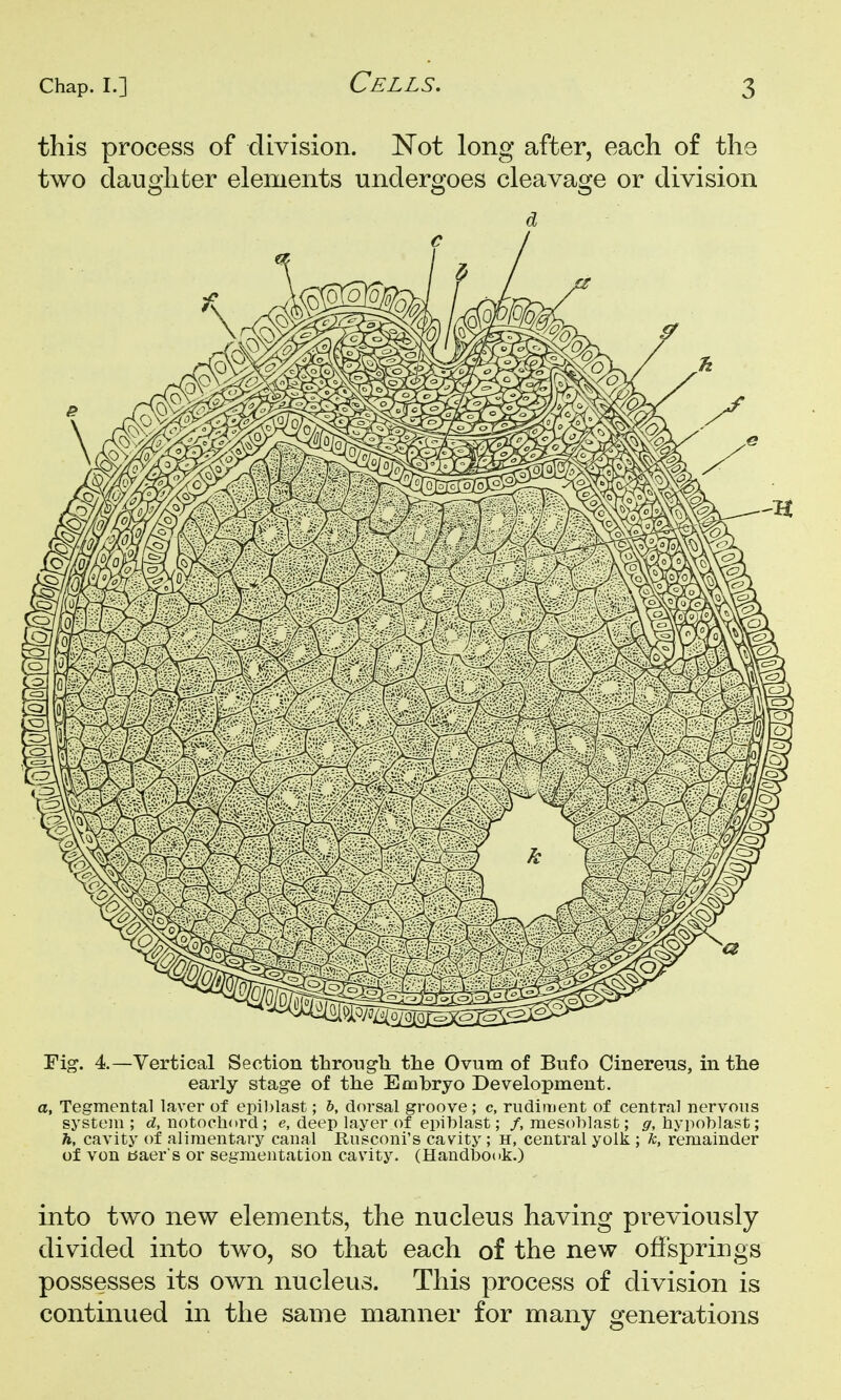 this process of division. Not long after, each of the two daughter elements undergoes cleavage or division Fig-. 4.—Vertical Section throngli the Ovum of Bufo Cinereus, in the early stage of the Embryo Development, a, Tegmental laver of epiblast; 6, dorsal groove; c, rudiment of central nervous system ; d, notochord; e, deep layer of epiblast; /, mesohlast; g, liypol)]ast; h, cavity of alimentary canal Rusconi's cavity; H, central yolk ; remainder of von tsaer s or segmentation cavity. (Handbook.) into two new elements, the nucleus having previously divided into two, so that each of the new offsprings possesses its own nucleus. This process of division is continued in the same manner for many generations