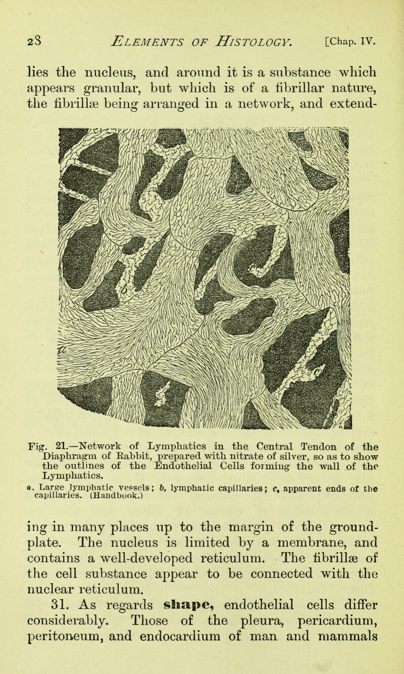 lies the nucleus, and around it is a substance which appears granular, but which is of a fibrillar nature, the fibrillse being arranged in a network, and extend- Fig. 21.—Network of Lymphatics in the Central Tendon of the Diaphragm of Eabbit, prepared with nitrate of silver, so as to show the outlines of the Endothelial Cells forming the wall of the Lymphatics. Q, Large lymphatic vessels; &, lymphatic capillaries; apparent ends of the capillaries. (Handbook.) ing in many places up to the margin of the ground- plate. The nucleus is limited by a membrane, and contains a well-developed reticulum. The fibrillse of the cell substance appear to be connected with the nuclear reticulum. 31. As regards shape, endothelial cells differ considerably. Those of the pleura, pericardium, peritoneum, and endocardium of man and mammals