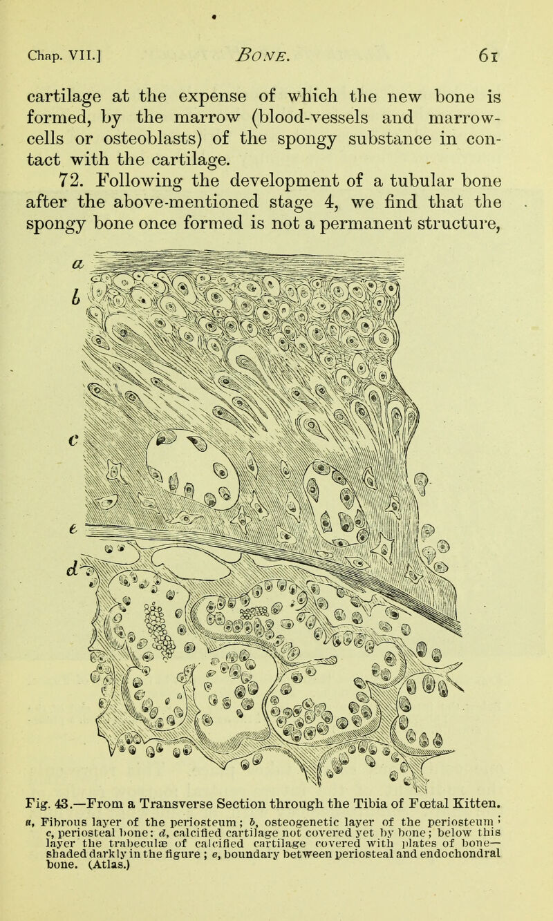 cartilage at the expense of which the new bone is formed, by the marrow (blood-vessels and marrow- cells or osteoblasts) of the spongy substance in con- tact with the cartilage. 72. Following the development of a tubular bone after the above-mentioned stage 4, we find that the spongy bone once formed is not a permanent structui'e, Fig. 43—From a Transverse Section through the Tibia of Foetal Kitten. ft, Fibrous layer of the periosteum; &, osteogenetic layer of the periosteum > c, periosteal hone: d, calcified cartilage not covered yet hy hone; helow this layer the traheculiE of calcified cartilage covered with plates of hone- shaded darkly in the figure ; e, boundary between periosteal and endochondral bone. (Atlas.)