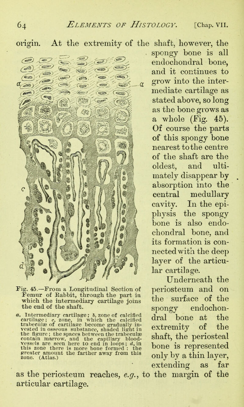 Oligin. At tlie extremity of the Fig. 45.—From a Longitudinal Section of Femur of Eabbit, throiigh the part ia which, the intermediary cartilage joins the end of the shaft. a. Intermediary cartilage ; 6, zone of calcified cartilage; c, zone, in which the calcified trabeculas of cartila.sre become gradually in- vested in osseous substance, shaded light in the figure ; the spaces between the trabecula? contain marrow, and the capillary blood- vessels are seen here to end in loops; d, in this zone there is more bone formed : the greater amount the farther away from this zone. (Atlas.) as the periosteum reaches, e.^., to articular cartilage. shaft, however, the spongy bone is all endochondral bone, and it continues to grow into the inter- mediate cartilage as stated above, so long as the bone grows as a whole (Fig. 45). Of course the parts of this spongy bone nearest to the centre of the shaft are the oldest, and ulti- mately disappear by absorption into the central m edull ary cavity. In the epi- physis the spongy bone is also endo- chondral bone, and its formation is con- nected with the deep layer of the articu- lar cartilage. Underneath the periosteum and on the surface of the spongy endochon- dral bone at the extremity of the shaft, the periosteal bone is represented only by a thin layer, extending as far the maro'in of the