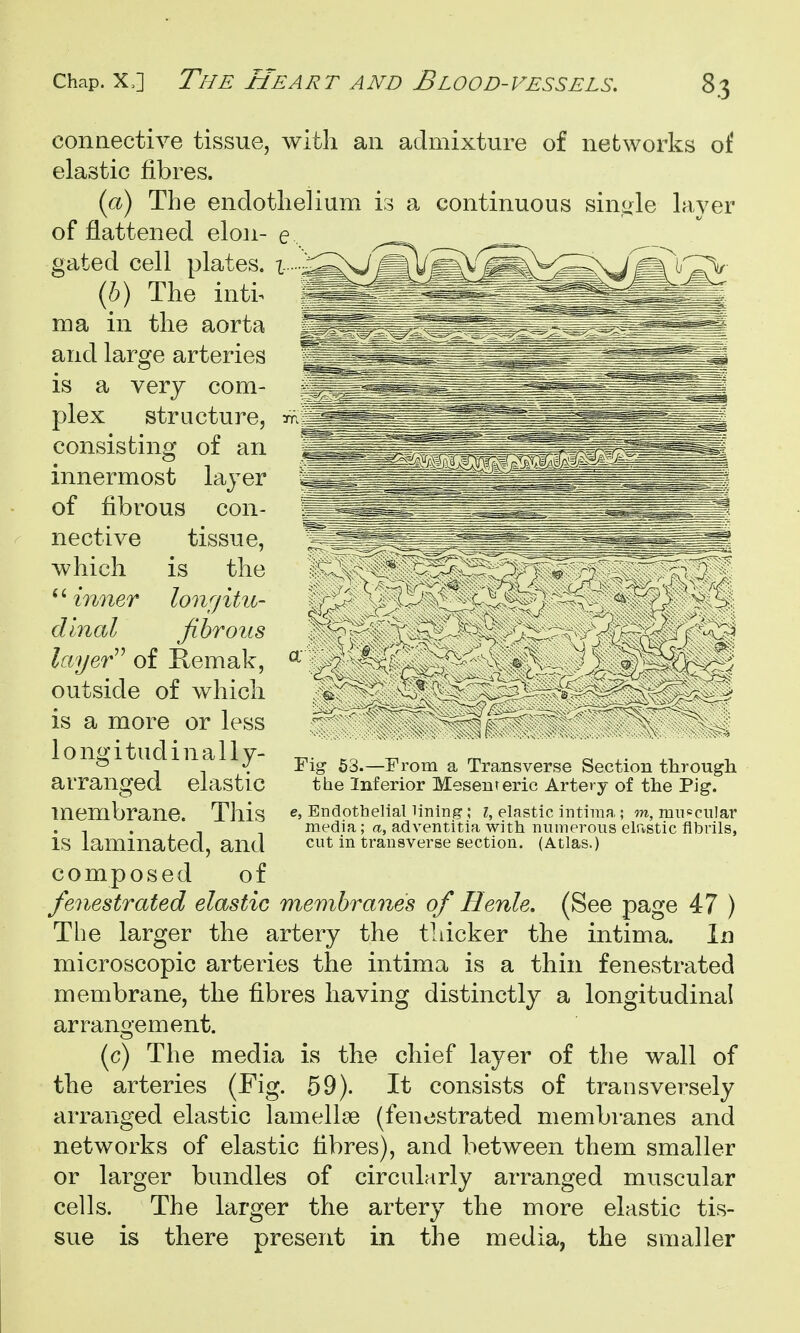 connective tissue, with an admixture of networks of elastic fibres. ici) The endothelium is a continuous sinole hiyer of flattened elon- e . gated cell plates, l-'-^^^Si^:^^^y^^^m^\(^- (b) The inti^ ma in the aorta and large arteries is a very com- plex structure, consisting of an innermost layer of fibrous con- nective tissue. which *' inner dlnal > V'.; Fig 63.—From a Transverse Section through the Inferior Mesenteric Artery of the Pig. e, Endothelial lining; i, elastic intiraa; m, muscular media; a, adventitia with numerous elastic fibrils, cut in transverse section. (Atlas.) is the lon^jitu- fihrous layer''' of Remak, outside of which is a more or less longitudinally- arranged elastic membrane. This is laminated, and composed of fenestrated elastic membranes of Henle. (See page 47 ) The larger the artery the thicker the intima. In microscopic arteries the intima is a thin fenestrated membrane, the fibres having distinctly a longitudinal arrangement. (c) The media is the chief layer of the wall of the arteries (Fig. 59). It consists of transversely arranged elastic lamelloe (fenestrated membranes and networks of elastic fibres), and between them smaller or larger bundles of circularly arranged muscular cells. The larger the artery the more elastic tis- sue is there present in the media, the smaller
