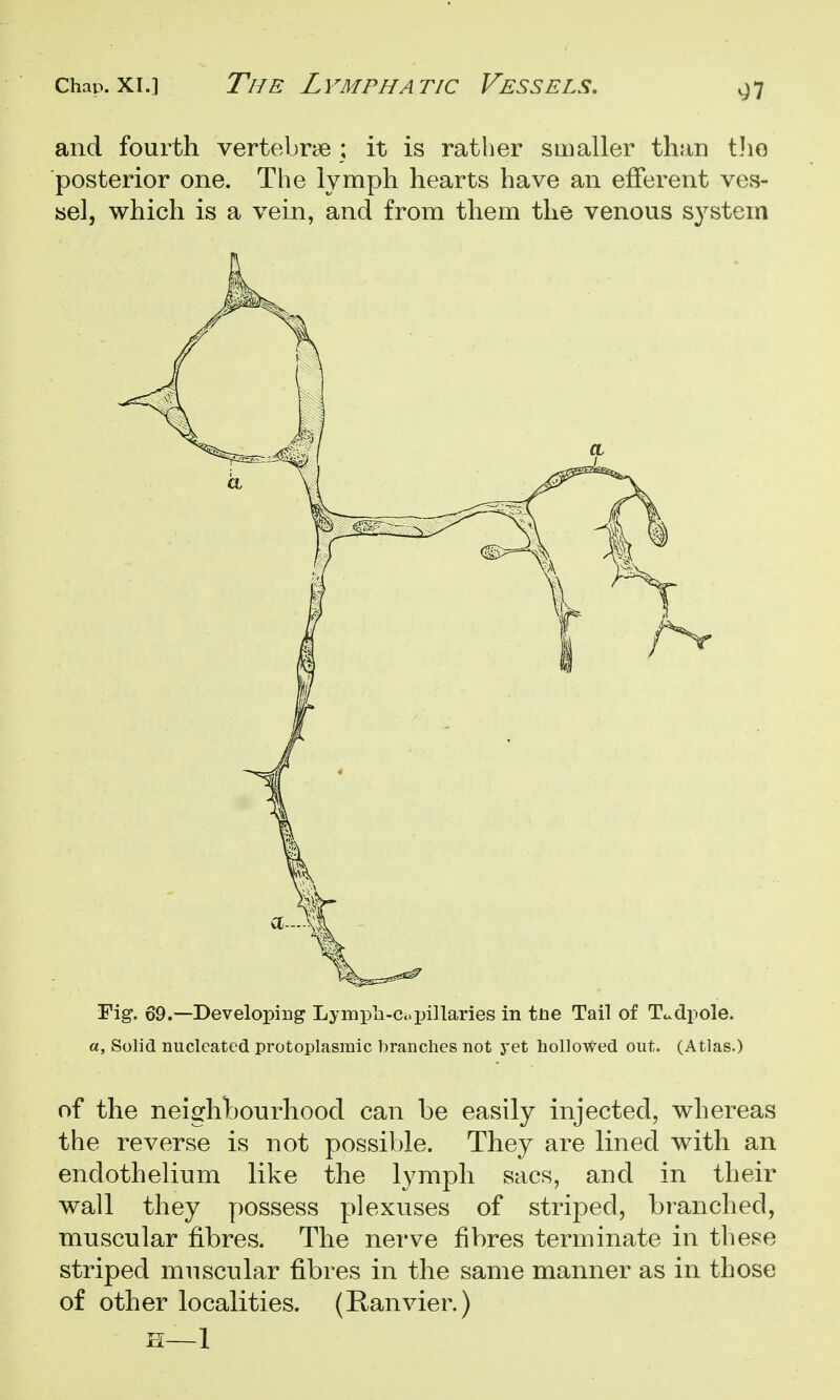 and fourth vertebrye ; it is rather smaller than tJio posterior one. The lymph hearts have an efferent ves- sel, which is a vein, and from them the venous system Fig. 69.—Developing Lympli-Ci.pillaries in the Tail of Tt^dpole. a. Solid nucleated protoplasmic branches not yet hollowed out. (Atlas.) of the neighbourhood can be easily injected, whereas the reverse is not possible. They are lined with an endothelium like the lymph sacs, and in their wall they possess plexuses of striped, branched, muscular fibres. The nerve fibres terminate in these striped muscular fibres in the same manner as in those of other localities. (Ranvier.) H—1