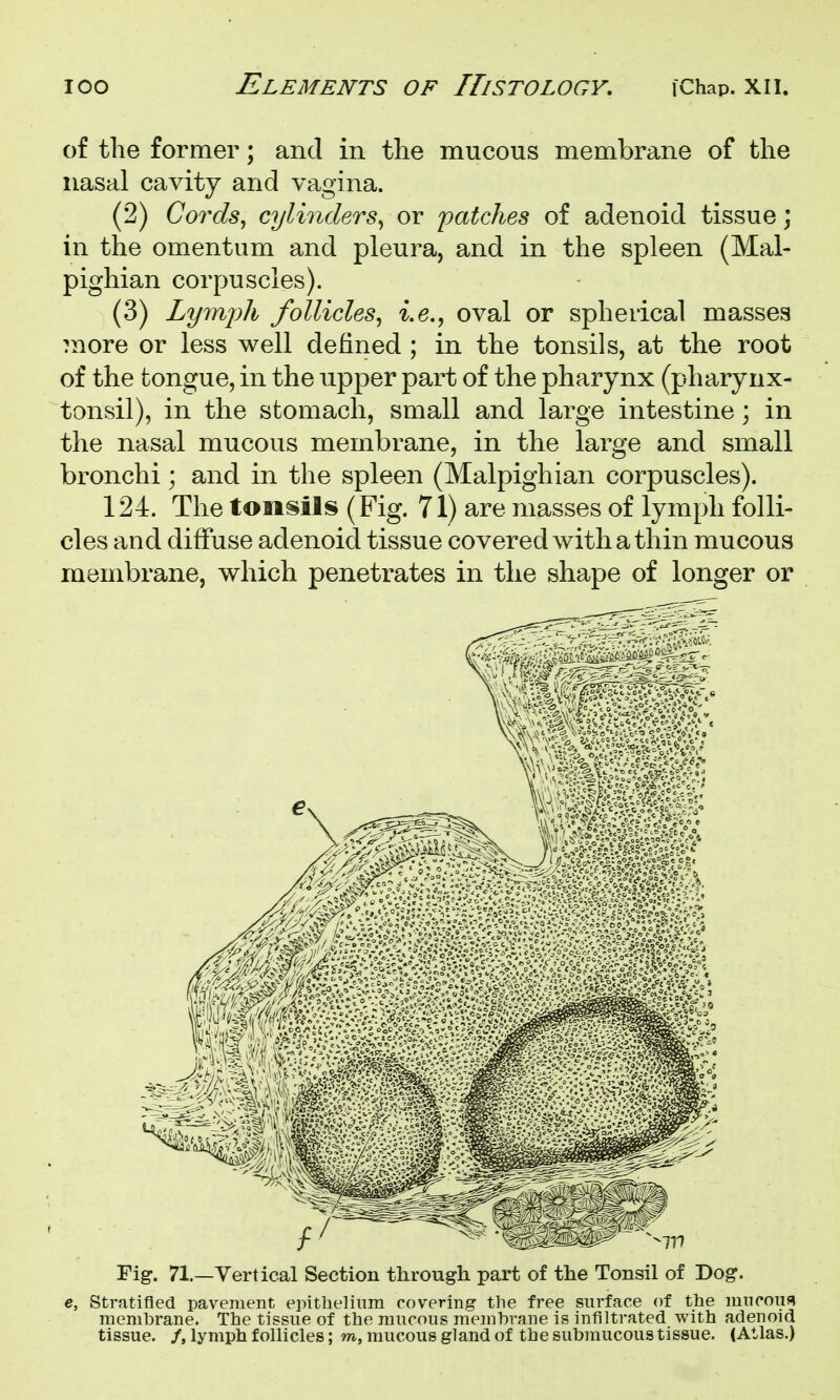 of the former; and in the mucous membrane of the nasal cavity and vagina. (2) Cords^ cylinders^ or patches of adenoid tissue; in the omentum and pleura, and in the spleen (Mal- pighian corpuscles). (3) Lym'ph follicles^ i.e., oval or spherical masses more or less well defined ; in the tonsils, at the root of the tongue, in the upper part of the pharynx (pharynx- tonsil), in the stomach, small and large intestine; in the nasal mucous membrane, in the large and small bronchi; and in the spleen (Malpighian corpuscles). 124. The tonsils (Fig. 71) are masses of lymph folli- cles and diffuse adenoid tissue covered with a thin mucous membrane, which penetrates in the shape of longer or Fig. 71.—Vertical Section through part of the Tonsil of Dog. e, Stratified pavement epithelium covering the free surface of the mucoiiB membrane. The tissue of the mucous meinbrane is infiltrated with adenoid tissue. /, lymph follicles; m, raucous gland of the submucous tissue. (Atlas.)