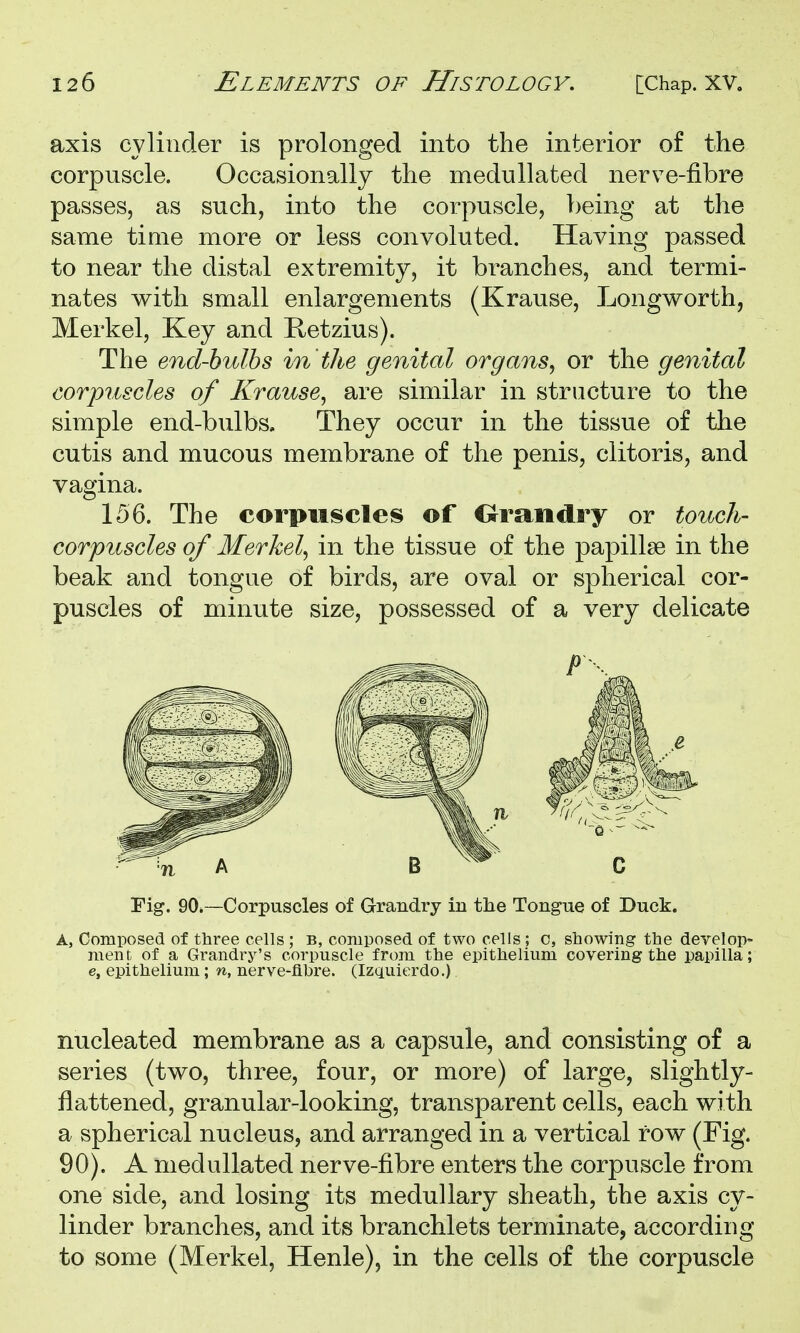 axis cylinder is prolonged into the interior of the corpuscle. Occasionally the medullated nerve-fibre passes, as such, into the corpuscle, being at the same time more or less convoluted. Having passed to near the distal extremity, it branches, and termi- nates with small enlargements (Krause, Longworth, Merkel, Key and Retzius). The end-hulhs in the genital organs, or the genital corpuscles of Krause, are similar in structure to the simple end-bulbs. They occur in the tissue of the cutis and mucous membrane of the penis, clitoris, and vagina. 156. The corpuscles of Orandry or touch- corpuscles of Merkel, in the tissue of the papillae in the beak and tongue of birds, are oval or spherical cor- puscles of minute size, possessed of a very delicate Fig. 90—Corpuscles of Grandry in the Tongue of Duck. A, Composed of three cells ; b, composed of two cells; c, showing the develop- ment, of a Gi^andry's corpuscle from the epithelium covering the papilla; e, epithelium ; n, nerve-fibre. (Izquierdo.) nucleated membrane as a capsule, and consisting of a series (two, three, four, or more) of large, slightly- flattened, granular-looking, transparent cells, each with a spherical nucleus, and arranged in a vertical row (Fig. 90). A medullated nerve-fibre enters the corpuscle from one side, and losing its medullary sheath, the axis cy- linder branches, and its branchlets terminate, according to some (Merkel, Henle), in the cells of the corpuscle