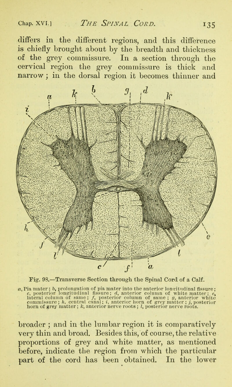 differs in the different regions, and this difference is chiefly brought about by the breadth and thickness of the grey commissure. In a section through the cervical region the grey commissure is thick and narrow ; in the dorsal region it becomes thinner and Fig. 9S.—Transverse Section through the Spinal Cord of a Calf. a, Pia mater ; &, prolongation of pia mater into the anterior loncritudinal fissure; c, posterior longitudinal fissure; rf, anterior column of white juatter; lateral column of same; /, posterior column of same; g, anterior white co]umissure; h, central canal; i, anterior horn of grey matter ; j, i)osteriur horn of grey matter ; k, anterior nerve roots ; Z, posterior nerve roots. broader ; and in the lumbar region it is comparatively very thin and broad. Besides this, of course, the relative proportions of grey and white matter, as mentioned before, indicate the region from which the particular part of the cord has been obtained. In the lower