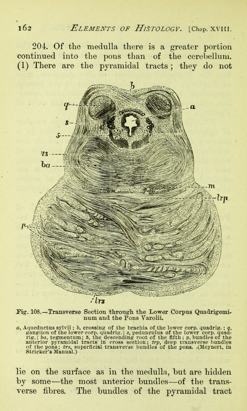 204. Of tlie medulla there is a greater portion continued into the pons than of the cerebellum. (1) There are the pyramidal tracts; they do not Pig. 108.—Transverse Section tlirougli the Lower Corpus Quadrigemi- num and the Pons Varolii. a, Aqueductus sylvii; h, crossing of the bracbia of the lower corp. quadrig. ; q, ganglion of the lower corp. quadrig.: pedunculus of the lower corp. quad- rig.; ba, tegmentum; 5, the descending root of the fifth; p, bundles of the anterior pyramidal tracts in cross section; tr-p, deep transverse bundles of the pons; trs, superficial- transverse bundles of the pons. .(Meynert, in Strieker's Manual.) lie on the surface as in the medulla, but are hidden by some—the most anterior bundles—of the trans- verse fibres. The bundles of the pyramidal tract