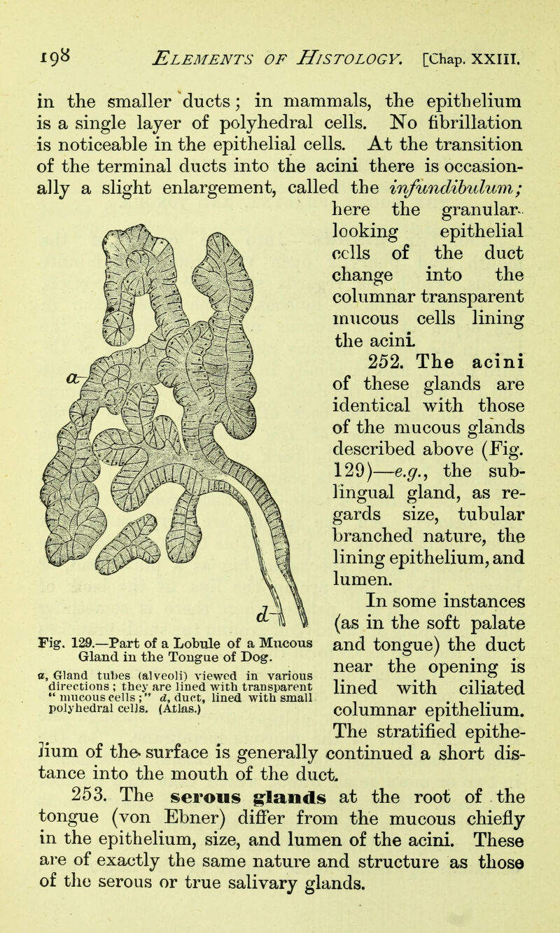 in the smaller ducts; in mammals, the epithelium is a single layer of polyhedral cells. No fibrillation is noticeable in the epithelial cells. At the transition of the terminal ducts into the acini there is occasion- ally a slight enlargement, called the in/undihtdum; here the granular^ looking epithelial cells of the duct change into the columnar transparent mucous cells lining the acini 252. The acini of these glands are identical with those of the mucous glands described above (Fig. 129)—e.^., the sub- lingual gland, as re- gards size, tubular branched nature, the lining epithelium, and lumen. In some instances (as in the soft palate and tongue) the duct near the opening is lined with ciliated columnar epithelium. The stratified epithe- lium of the. surface is generally continued a short dis- tance into the mouth of the duct 253. The iserouis g'lands at the root of the tongue (von Ebner) differ from the mucous chiefly in the epithelium, size, and lumen of the acini. These are of exactly the same nature and structure as those of the serous or true salivary glands. Fig. 129.—Part of a Lobule of a Mucous Gland in the Tongue of Dog. a, Oland tubes (alveoli) viewed in various directions ; they are lined with transparent  mucous cells ; d, duct, lined with small polyhedral cells. (Atlas.)