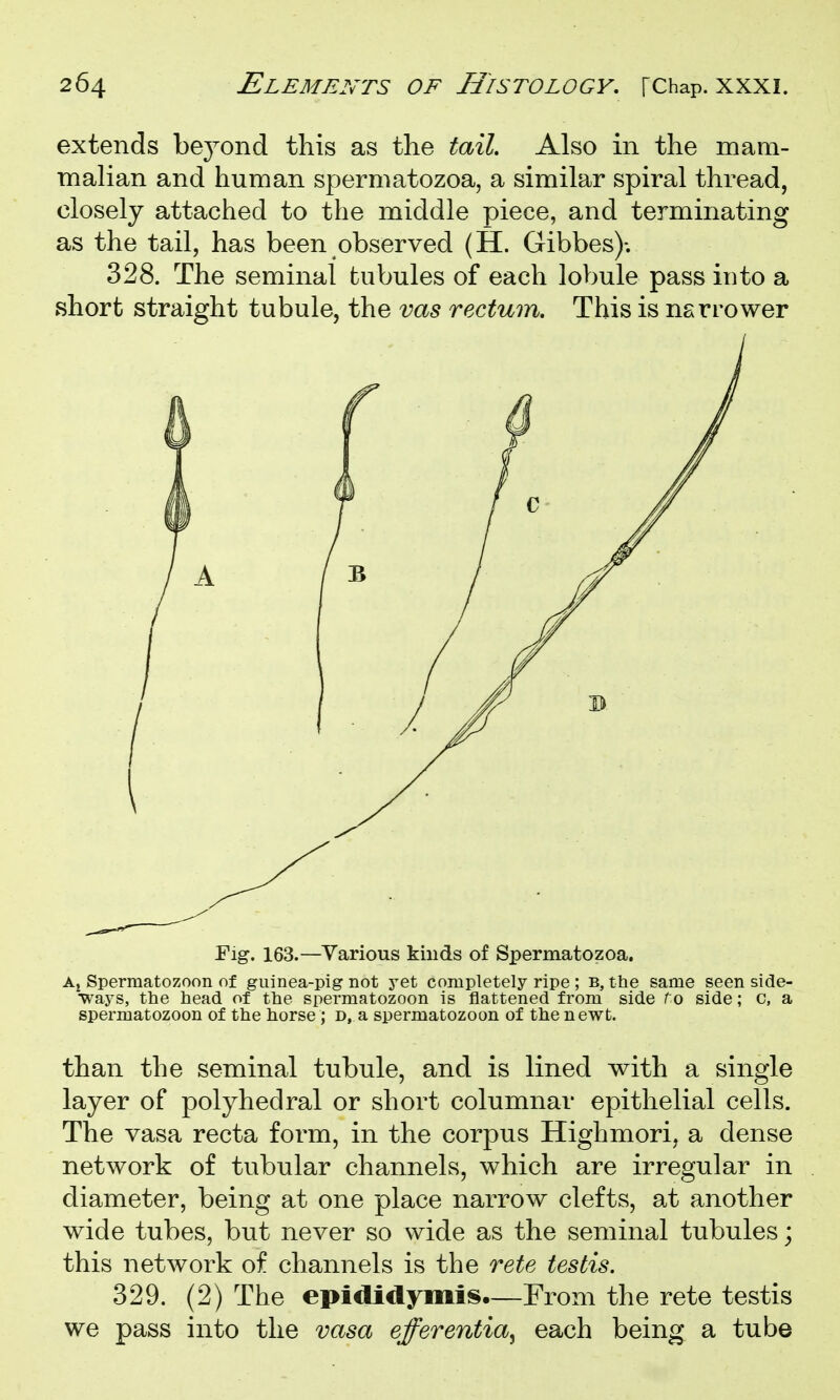 extends beyond this as the tail. Also in the mam- malian and human spermatozoa, a similar spiral thread, closely attached to the middle piece, and terminating as the tail, has been observed (H. Gibbes)-. 328. The seminal tubules of each loV)ule pass into a short straight tubule, the vas rectum. This is narrower Fig. 163.—Various kinds of Spermatozoa. Aj Spermatozoon of guinea-pig not yet completely ripe ; b, the same seen side- ways, the head of the spermatozoon is flattened from side t o side; c, a spermatozoon of the horse ; d, a spermatozoon of the newt. than the seminal tubule, and is lined with a single layer of polyhedral or short columnar epithelial cells. The vasa recta form, in the corpus Highmori, a dense network of tubular channels, which are irregular in diameter, being at one place narrow clefts, at another wide tubes, but never so wide as the seminal tubules; this network of channels is the rete testis. 329. (2) The epididymis.—From the rete testis we pass into the vasa efferentia^ each being a tube