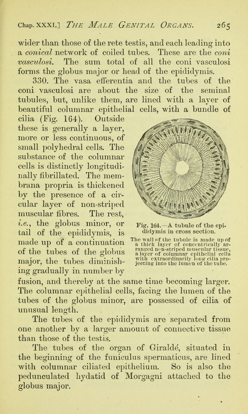 wider than those of the rete testis, and each leading into a conical network of coiled tubes. These are the coni vascidosi. The sum total of all the coni vasculosi forms the globus major or head of the epididymis. 330. The vasa efferentia and the tubes of the coni vasculosi are about the size of the seminal tubules, but, unlike them, are lined with a layer of beautiful columnar epithelial cells, with a bundle of cilia (Fig. 164). Outside these is generally a layer, more or less continuous, of small polyhedral cells. The substance of the columnar cells is distinctly longitudi- nally fibrillated. The mem- brana propria is thickened by the presence of a cir- cular layer of non-striped muscular fibres. The rest, i.e.^ the globus minor, or tail of the epididymis, is Tr»-:irla m-k r^-P o ^rMi+imiQ-fi/^-n The Wall of the tubule is made lip of maae up 01 a COntmuatlOn a thick layer of concentricaJly ar- of the tubes of the globus —^ -.-^-v major, the tubes diminish- ing gradually in number by fusion, and thereby at the same tiaie becoming larger. The columnar epithelial cells, facing the lumen of the tubes of the globus minor, are possessed of cilia of unusual length. The tubes of the epididymis are separated from one another by a larger amount of connective tissue than those of the testis. The tubes of the organ of Giralde, situated in the beginning of the funiculus spermaticus, are lined with columnar ciliated epithelium. So is also the pedunculated hydatid of Morgagni attached to the globus major. Fig-. 164.—A tubule of tlie epi. didymis in cross section. ranged non-striped nniscalar tissue, a layer of columnar epithelial cells with extraordinarily long cilia pro- jecting into the lumen of the tube.