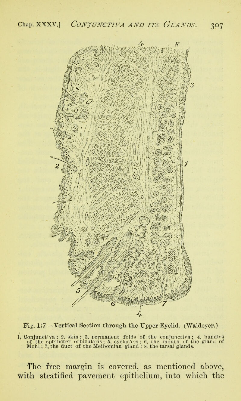 Fi^'-. 177 —Vertical Section througli the Upper Eyelid. (Waldeyer.) 1, Conjunctiva; 2, skin; 3, permanent folds of the conjunctiva; 4, hundlr's of the spbincter orbicularis; 5, eyelap'«?s; 6, ihe mouth of the glanil of Mohl; 7, the duct of the Meibomian gland ; 8, the tarsal glands. The free margin is covered, as mentioned above, with stratified pavement epithelium, into which the