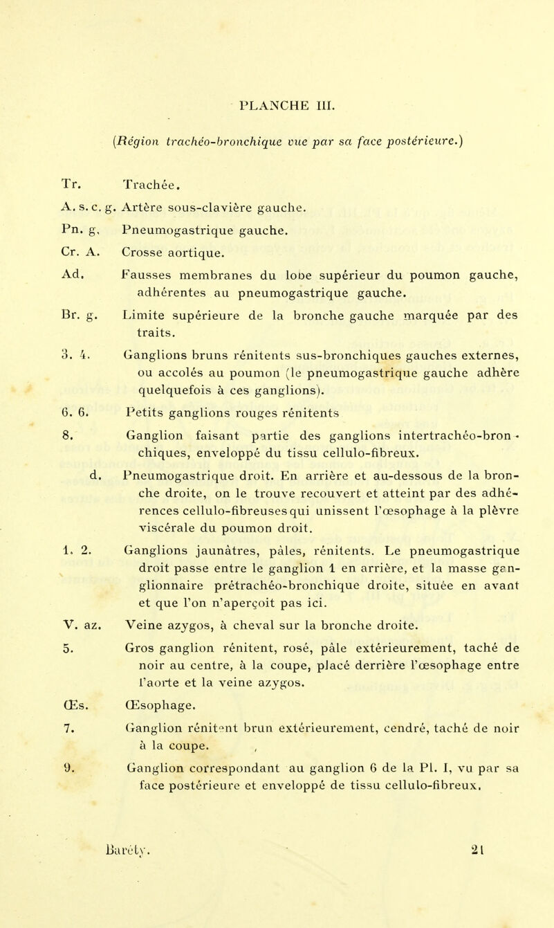 {Région trachéo-bronchîque vue par sa face postérieure.) Tr, Trachée. A.s. c.g. Artère sous-clavière gauche. Pn. g. Pneumogastrique gauche. Cr. A. Crosse aortique. Ad. Fausses membranes du lobe supérieur du poumon gauche, adhérentes au pneumogastrique gauche. Br. g. Limite supérieure de la bronche gauche marquée par des traits. 3. 4. Ganglions bruns rénitents sus-bronchiques gauches externes, ou accolés au poumon (le pneumogastrique gauche adhère quelquefois à ces ganglions). 6. 6. Petits ganglions rouges rénitents 8. Ganglion faisant partie des ganglions intertrachéo-bron • chiques, enveloppé du tissu cellulo-fibreux. d. Pneumogastrique droit. En arrière et au-dessous de la bron- che droite, on le trouve recouvert et atteint par des adhé- rences cellulo-fibreuses qui unissent l'œsophage à la plèvre viscérale du poumon droit. 1. 2. Ganglions jaunâtres, pâles, rénitents. Le pneumogastrique droit passe entre le ganglion 1 en arrière, et la masse gen- glionnaire prétrachéo-bronchique droite, située en avant et que l'on n'aperçoit pas ici. V. az. Veine azygos, à cheval sur la bronche droite. 5. Gros ganglion rénitent, rosé, pâle extérieurement, taché de noir au centre, à la coupe, placé derrière l'œsophage entre l'aorte et la veine azygos. Œs. Œsophage. 7. Ganglion rénitent brun extérieurement, cendré, taché de noir à la coupe. 9. Ganglion correspondant au ganglion 6 de la Pl. I, vu par sa face postérieure et enveloppé de tissu cellulo-fibreux, Buréty. 21