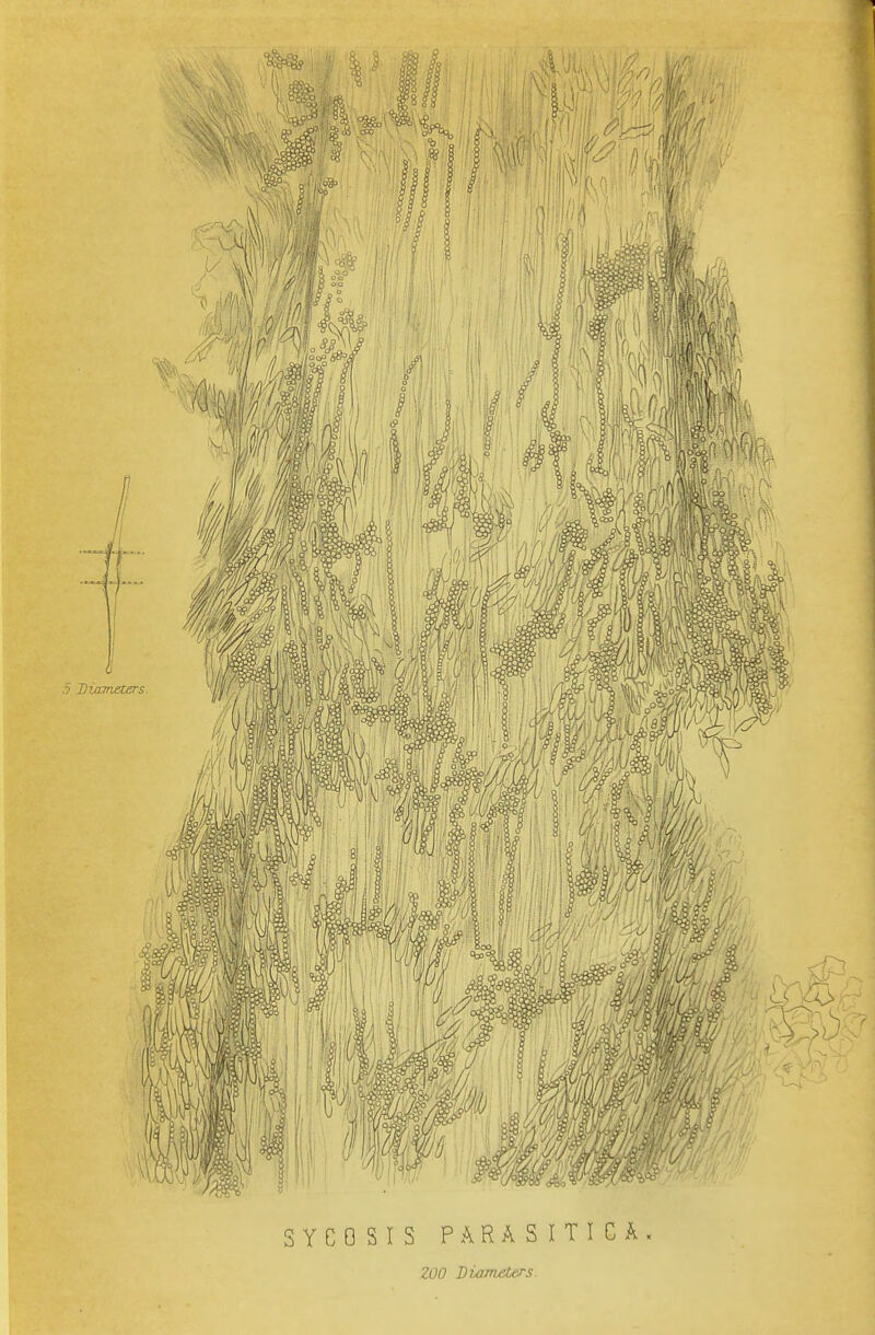 SYCOSIS PARASITICA. ZOO Dwmeters.