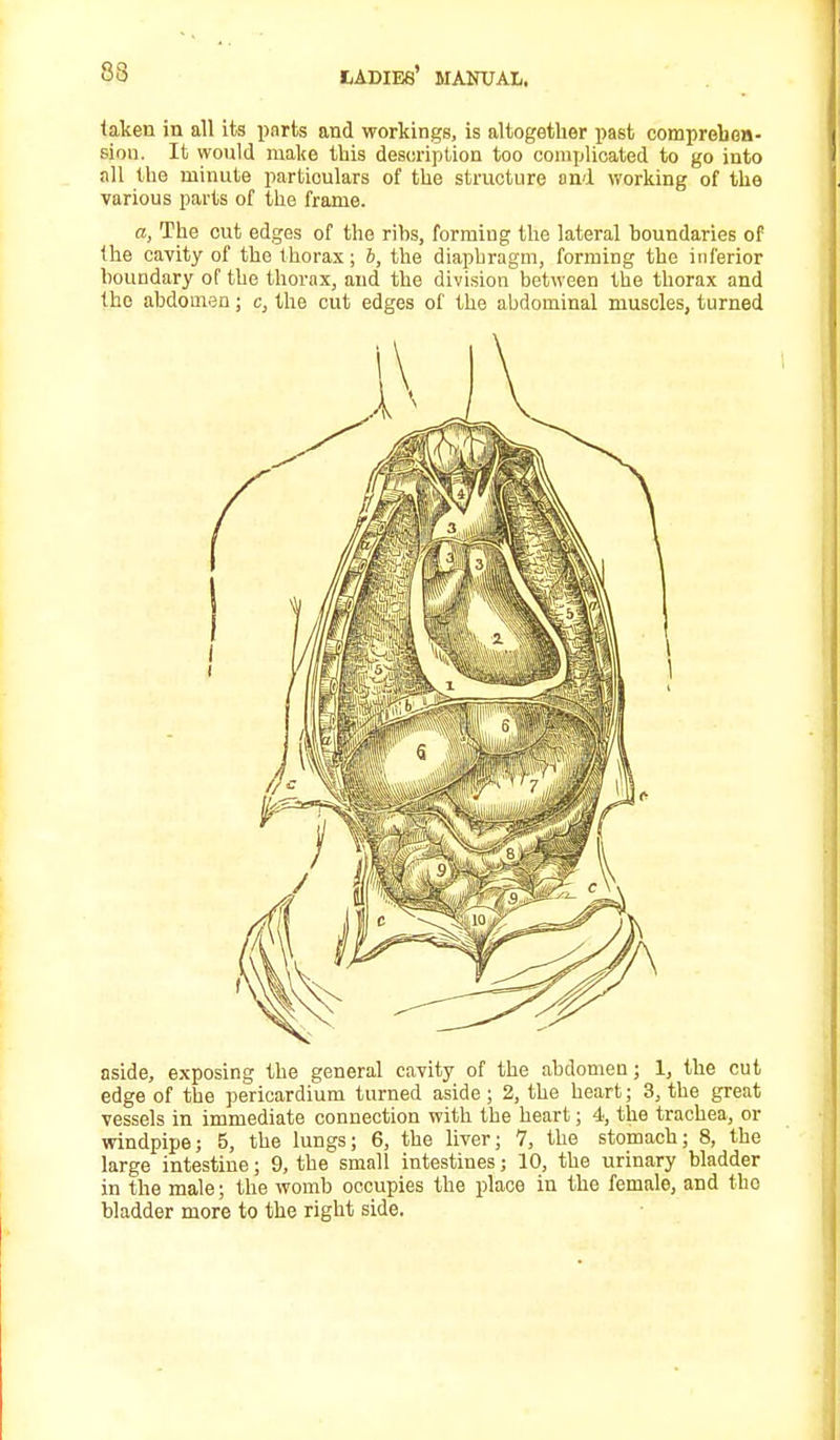 taken in all its parts and workings, is altogether past comprehen- sion. It would make this description too complicated to go into all the minute particulars of the structure end working of the various parts of the frame. a, The cut edges of the ribs, forming the lateral boundaries of the cavity of the thorax; b, the diaphragm, forming the inferior boundary of the thorax, and the division between the thorax and the abdomen; c, the cut edges of the abdominal muscles, turned aside, exposing the general cavity of the abdomen; 1, the cut edge of the pericardium turned aside; 2, the heart; 3, the great vessels in immediate connection with the heart; 4, the trachea, or windpipe; 5, the lungs; 6, the liver; 7, the stomach; 8, the large intestine; 9, the small intestines; 10, the urinary bladder in the male; the womb occupies the place in the female, and tho bladder more to the right side.