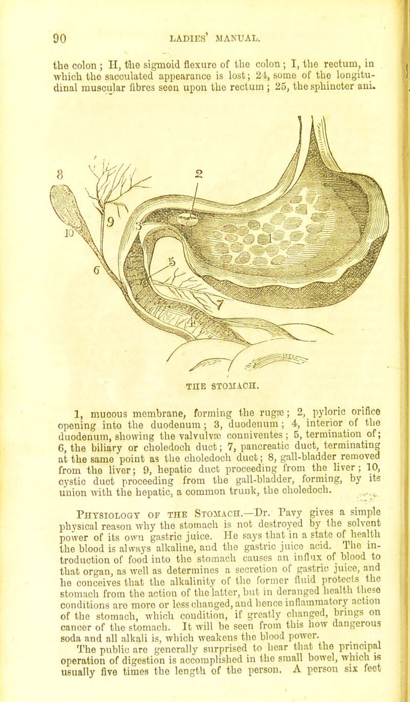 the colon ; H, the sigmoid flexure of the colon ; I, the rectum, in which the sacculated appearance is lost; 2-i, some of the longitu- dinal muscular fibres seen upon the rectum ; 25, the sphincter ani. THE STOMACH. 1, muoous membrane, forming the rugae; 2, pyloric orifice opening into the duodenum ; 3, duodenum ; 4, interior of the duodenum, showing the valvulvtc conniventes ; 5, termination of; 6, the biliary or choledoch duct; 7, pancreatic duct, terminating at the same point as the choledoch duct; 8, gall-bladder removed from the liver; 9, hepatic duct proceeding from the liver; 10, cystic duct proceeding from the gall-bladder, forming, by its union with the hepatic, a common trunk, the choledoch. Physiology of the Stomach—Dr. Pavy gives a simple physical reason why the stomach is not destroyed by the solvent power of its owu gastric juice. He says that in a state of health the blood is always alkaline, and the gastric juice acid. The in- troduction of food into the stomach causes an influx of blood to that organ, as well as determines a secretion of gastric juice, and he conceives that the alkalinity of the former fluid protects the stomach from the action of the latter, but in deranged health these conditions are moro or less changed, and hence inflammatory action of the stomach, which condition, if greatly changed, brings on cancer of the stomach. It will be seen from this how dangerous soda and all alkali is, which weakens the blood power. The public are generally surprised to hear that the principal operation of digestion is accomplished in the small bowel, which is usually five times the length of the person. A person six feet