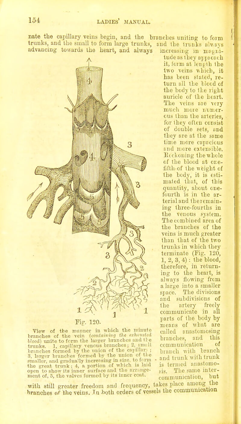 nate the capillary veins begin, and the branches uniting to foirn trunks, and the small to form large trunks, and the trunks always advancing towards the heart, and always increasing in magni- ^ tudeastbey aj jooath it, foim at length 1be two veins which, it has been staled, re- turn all the bJocd of the body to the right auricle of the heart. The veins aie -ury much moie numer- ous than the arteries, for they often consist of double sets, and they are at the same time more capacious and more extensible. Reckoning the'w hole of the blood at one- fifth-of the v eight of the body, it is esti- mated that, of this quantity, about one- fourth is in the ar- terial and theremain- ing three-fourths in the venous system. The combined area of the branches of the veins is much greater than that of the two trunks in which they terminate (Fig. 120, 1, 2, 3, 4): the blood, therefore, in return- ing to the heart, is always flowing from a large into a smaller space. The divisions and subdivisions of the artery freely communicate in all parts of the body by means of what are called anastomosing branches, and this communication of branch with branch and trunk with trunk is termed anastomo- sis. The same inter- communication, but with still greater freedom and frequency, takes place among the branches of the veins. In i>c-th orders of vessels the communication Tie. 120. View of tbe innrmer in which the minute branches of the vein (contawiiiifl the nchamloi Hood) unite to form the larger branches and ti e trunks. 1, capillary -venous broncbes; 2, smi 11 brunches formed by the union of the capillar] i 3, larger branches formed by the union of the smaller, and gradually increasing in size, to form the gTeat trunk ; 4, a portion of which is laid open to show its inner surface and the arrange- ment of, 5, the valves formed by its inner coat.