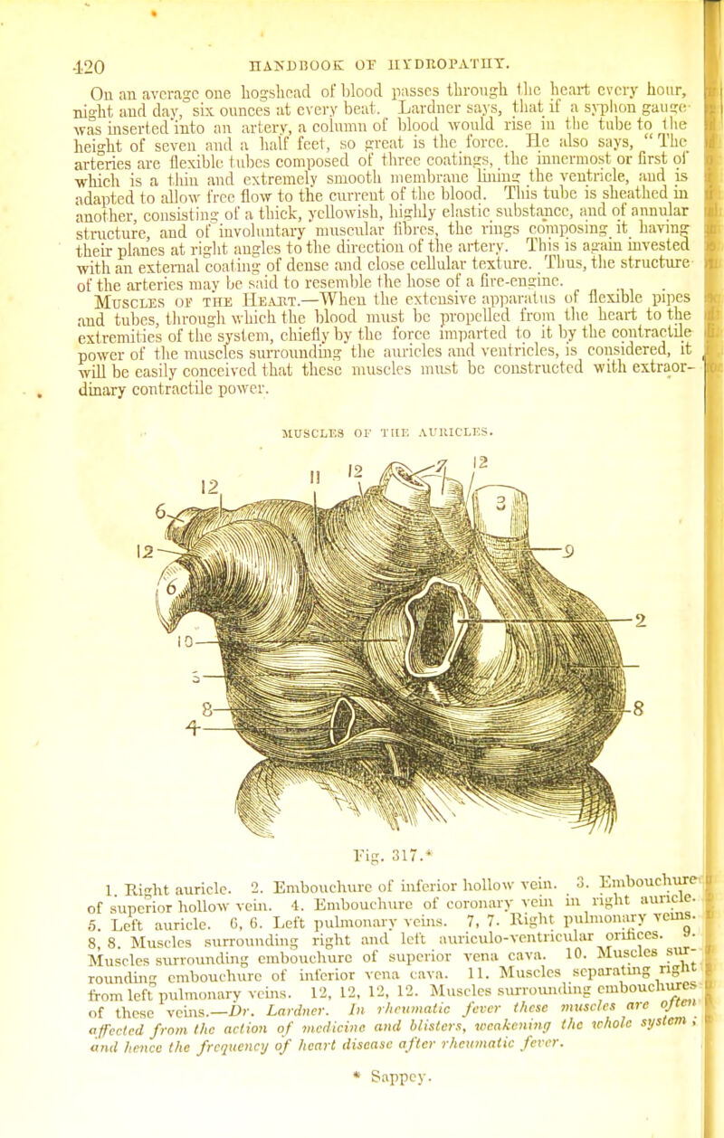 On an average one hogshead of blood passes through the heart every hour, night and day, six ounces at every beat. Lardner says, that if a syphon gauge- was inserted.into an artery, a column of blood would rise m the tube to the height of seven and a half feet, so great is the force. He also says,  The arteries are flexible tubes composed of three coatings, the innermost or first ol which is a thin and extremely smooth membrane lining the ventricle, and is adapted to allow free flow to the current of the blood. This tube is sheathed in another, consisting of a thick, yellowish, higldy elastic substance, and of annular structure, and of involuntary muscular fibres, the rings composing it having their planes at right angles to the direction of the artery. This is again invested with an external coating of dense and close cellular texture. Thus, the structure of the arteries may be said to resemble the hose of a fire-engine. Muscles oi the Heaht.—When the extensive apparatus of flexible pipes and tubes, through which the blood must be propelled from the heart to the extremities of the system, chiefly by the force imparted to it by the contractile power of the muscles surrounding the auricles and ventricles, is considered, it will be easily conceived that these muscles must be constructed with extraor- dinary contractile power. MUSCLES OF THE AURICLES. 12 Xfc^T !2 Tig. 317.* 1 RiTht auricle. 2. Embouchure of inferior hollow vein. 3. Embouchure of superior hollow vein. 4. Embouchure of coronary vein m right auricle. 5 Left auricle. G, 6. Left pulmonary veins. 7, 7. Right pulmonary veins. 8, 8. Muscles surrounding right and left auriculo-ventricular orifices, a- Muscles surrounding embouchure of superior vena cava. 10. Muscles sur- roundm- embouchure of inferior vena cava. 11. Muscles separating ngnt from left pulmonary veins. 12, 12, 12, 12. Muscles surrounding embouchures - of these veins.—Dr. Lardner. In rheumatic fever these muscles are ojeen affected from the action of medicine and blisters, weakening the whole system , and hence the frequency of heart disease after rheumatic fever. * Sappcy.
