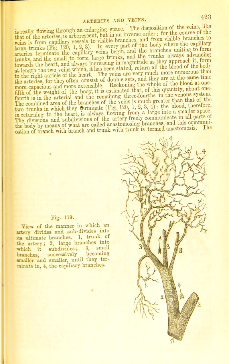 is really flowing through an enlarging space, The disposition «J the veins like tWthe arteries is ^^^hSS^Al%%T££^ JemS Z^SPvl 1*l) ^e ery pa t of' the body where the capillary Sa^SES \£ ipllSy be& and the Jj-g-J-fJ^ trunks, and the smaU to form large trunks, and the tun^s ato^^ys aavancm toward the heart, and always mcreasmg m magnitude as they approach J term at length the two veins which, it has been stated, return all the blood oitne Doa> ta the ri-ht auricle of the heart. The veins are very much more numerous than Se artenes fo?the often consist of double sets, and they are at the same time ZS^SUraare extensible. Bearing the who e of ^ Uood^ fifth nf the weight of the body, it is estimated that, of this quantity, about one fourth hin Kerial and le remaining three-fourths in the> venous. system The combined area of the branches of the veins is much greater than^that tht two trunks in which they terminate (Jig, 120 1, 2, 3 4) : the blood theiestore, in returning to the heart, is always flowing from a large into a smaller space The divisions and subdivisions of the artery freely.communicate in^aUpait 0 the body by means of what are called anastomosing branches and this commum cation of branch with branch and trunk with trunk is termed anastomosis. Ihe Fig. 119. View of the manner in which an artery divides and sub-divides into its ultimate branches. 1, trunk of the artery; 2, large branches into which it subdivides; 3, small branches, successively becoming smaller and smaller, until they ter- minate in, 4, the capillary branches.