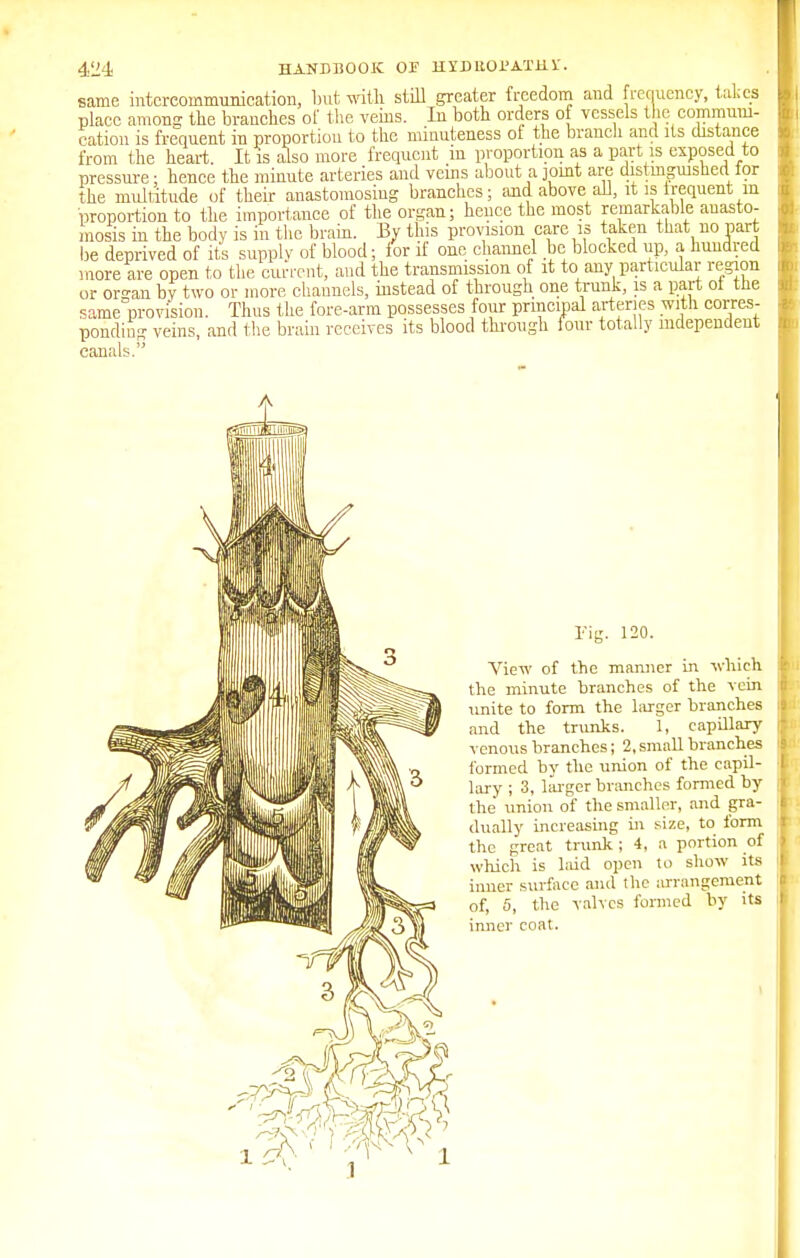 same intercommunication, but with still greater freedom and frequency, takes place anions the branches of the veins. In both orders of vessels the communi- cation is frequent in proportion to the minuteness of the branch and its distance from the heart. It is also more frequent in proportion as a part is exposed to pressure; hence the minute arteries and veins about a joint are distinguishedfor the multitude of their anastomosing branches; and above an, it is irequent m proportion to the importance of the organ; hence the most remarkable anasto- mosis in the body is in the brain. By this provision care is taken that no part be deprived of its supply of blood; for if one channel be blocked up, a hundred more are open to the current, and the transmission of it to any particular region or or°-an by two or more channels, instead of through one trunk, is a part ot the same provision. Thus the fore-arm possesses four principal arteries with corres- ponding veins, and the brain receives its blood through four totally independent canals. Fig. 120. View of the manner in winch, the minute branches of the vein unite to form the larger branches and the trunks. 1, capillary venous branches; 2, small branches formed by the union of the capil- lary ; 3, larger branches formed by the union of the smaller, and gra- dually increasing in size, to form the great trunk; 4, a portion of which is hud open to show its inner surface and the arrangement of, 5, the valves formed by its inner coat.