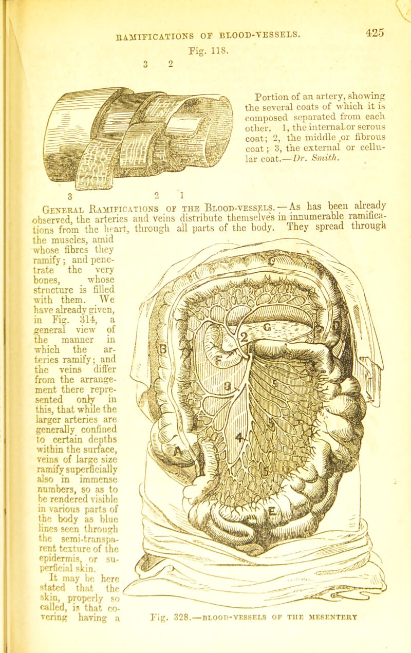 EAMIEICATIONS OF ELOOD-TESSELS. Fig. US. 3 2 425 Portion of an artery, showing the several coats of which it is composed separated from each other. 1, the internalor serous coat; 2, the middle ,or fibroxis coat; 3, the external or cellu- lar coat.—Dr. Smith. 3 2 1 General .Ramifications of the Blood-vessels.—As has been already observed the arteries and veins distribute themselves m innumerable ramiuca- tions from the heart, through all parts of the body. They spread througli the muscles, amid whose fibres they ramify; and pene- trate  the very- bones, whose structure is filled with them. We have already given, in Fig. 314, a general view of the manner in which the ar- teries ramify; and the veins differ from the arrange- ment there repre- sented only in this, that while the larger arteries are generally confined to certain depths within the surface, veins of large size ramify superficially also in immense numbers, so as to be rendered visible in various parts of the body as blue lines seen through the semi-transpa- rent texture of the epidermis, or su- perficial skin. It may be here stated that the skin, properly so called, is that co- vering having a 328.—di.oot>-vt.ssf.ls of the mv.skntp.iiy