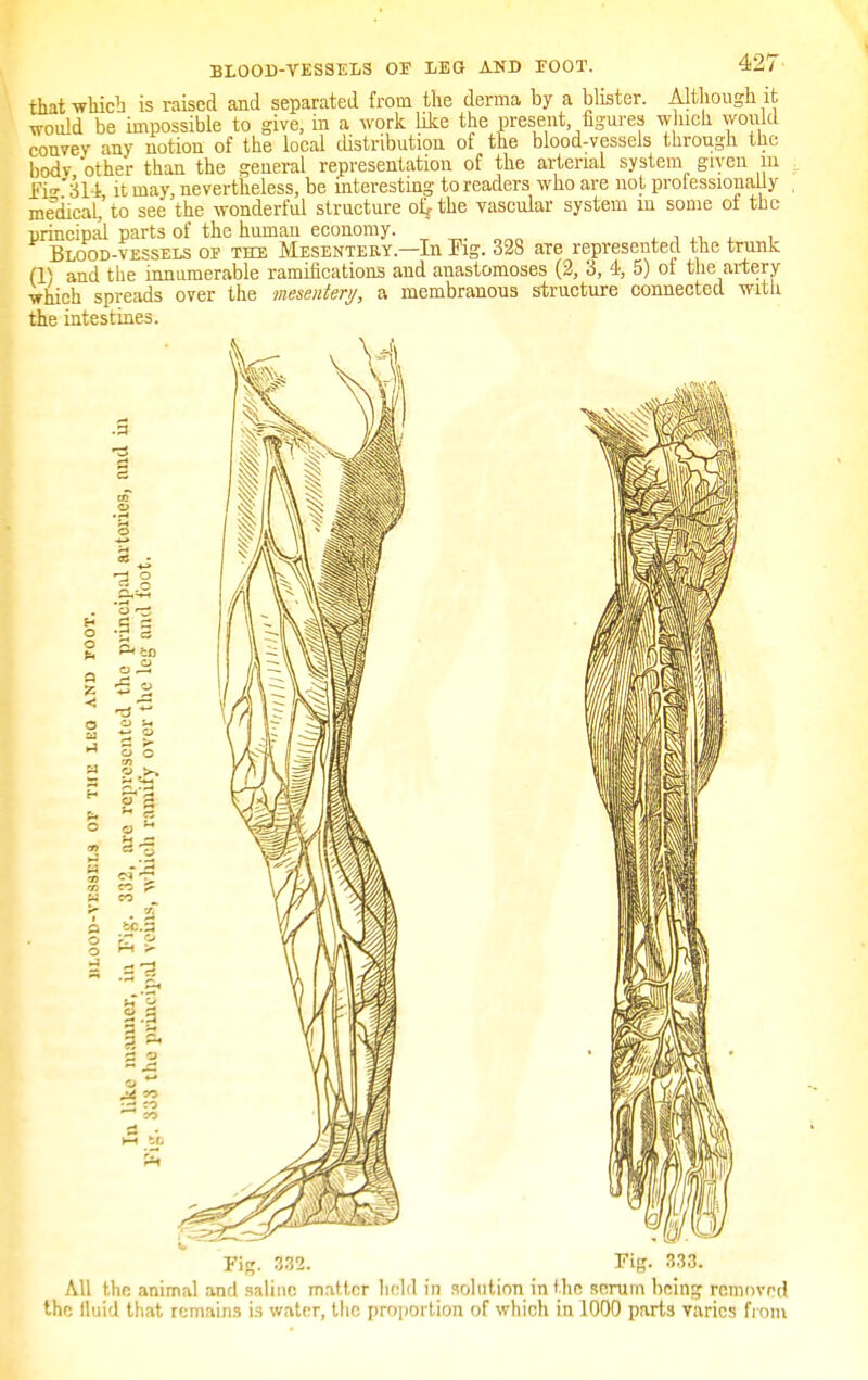 BLOOD-VESSELS OF LEG AND EOOT. that which is raised and separated from the derma by a blister. Although it would be impossible to give, in a work like the present, figures which would convey any notion of the local distribution of the blood-vessels through the bodv other than the general representation of the arterial system given in f5» 314 it may, nevertheless, be interesting to readers who are not professionally medical to see the wonderful structure of, the vascular system m some of the principal parts of the human economy. Blood-vessels oe the Mesentery—In Pig. 323 are represented the trunk (1) and the innumerable ramifications and anastomoses (2, 3, 4, 5) of the artery which spreads over the mesentery, a membranous structure connected with the intestines. o o « -«s a ~- a •a 3 1 ? O rrf .3 2 a u g >• I! 4C.3 3 3-3 II as i it, s M*. 332. Fig. 333. All the animal and saline matter held in solution in the serum being removed the fluid that remains is water, the proportion of which in 1000 parts varies from