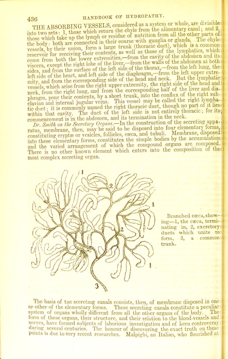 Tmr ABSORBING VESSELS, considered as a system or whole, are divisible • * + lI tl,nse which return the chyle from the alimentary canal; and 2 into two sets: 1, ^fP ^K™™ idue 0f nutrition from all the other parts of £T H^LtwVoS^ with ganglia or glands.. The chyle the body : both aie connected m uieir (tl ^ duct) wujch is a common At^W«S as those of tt lymphatics, which resei voir 10r if ceiy iu„ l es,—from the cavity of the abdomen and its £IeT andfrom the sSace of the left side of the thorax -from the left lung, the left side of the heart, and left side of the diaphragm,-from the left upper extre- mity and from the corresponding side of the head and neck But the lymphatic SfwHriKe from the right upper extremity the right side of the nead and | I fX from the ri-ht lung, and from the corresponding half of the hver and dia- phragm Tonr the!r contents, by a short trunk Into the conflux of the right sub- clavian and internal jugular veins. This vessel mav be called the right lympha- tic duct ft is cSmmmiTy named the right thoracic duct, though no part ol it kes within that cavity. The duct of the left side is not entirely thoracic; for its, commencement is'in the abdomen, and its termination in the neck. T«i on the Secretory Orqans.-lntte construction of the secreting appa- ratus mmbrane, then, may be'said to be disposed mto four elementary forms conS'itSing cryp a3 or vesicles, follicles, cceca, and tubuh. Membrane, disposed: hX these IlemTntary forms, constitutes the simple bodies by the accuniu^ation: and the varied arrangement of which the compound organs are composed There is no other known element which enters mto the composition of theJ most complex secreting organ. Branched ca;ca, show- ing—1, the caica, termi- nating in, 2, excretory ducts which unite to form, 3, a common- trunk. The basis of tne secreting canals consists, then, of membrane disposed in one or other of the elementary forms. These secreting canals constitute a peculiar system of organs wholly different from all the other organs of the body. The iorm of these organs, their structure, and their relation to the blood-vessels and )j<tvps, have formed subjects of laborious investigation and of keen controversy during several centuries. The honour of discovering the exact truth on these points is due to very recent researches. Malpighi, an Italian, who flourished at