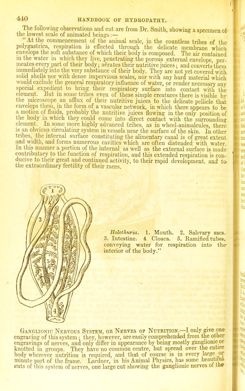 The following observations and cut are from Dr. Smith, showing a specimen of- the lowest scale of animated beings:— At the commencement of the animal scale, in the countless tribes of the polygastrica, respiration is effected through the delicate membrane which envelops the soft substance of which their body is composed. The air contained in the water in which they live, penetrating the porous external envelope per- meates every part of their body; aerates their nutritive juices; and converts'them immediately into the very substance of their body. They are not yet covered with solid shells nor with dense impervious scales, nor with any hard material which would exclude the general respiratory influence of water, or render necessary anv special expedient to bring their respiratory surface into contact with the element. But in some tribes even of these simple creatures there is visible bv the microscope an afflux of their nutritive juices to the delicate pellicle that envelops them, m the iorm of a vascular network, in which there appears to be a, motion ot fluids, probably the nutritive juices flowing in the only position of the body m which they could come into direct contact with the surrounding- element. In some more highly advanced tribes, as in wheel-animalcules, there is an obvious circulating system in vessels near the surface of the skin. In other tribes, the internal surface constituting the alimentary canal is of great extent and width, and lorms numerous cavities which are often distended with water In this manner a portion of the internal as well as the external surface is made contributary to the function of respiration, and this extended respiration is con- ducive to their great and continued activity, to their rapid development, and to, the extraordmary fertility of their races. Holothuria. 1. Mouth. 2. Salivary sacs. 3. Intestine. 4 Cloaca. 5. Ramified tubes, conveying water for respiration into the- interior of the body. Ganglionic Nervous System, or Nerves op Nutrition.—I only give one- engraving of this system: thev, however, are easily comprehended from the other engravings of nerves, and only differ in appearance by being mostly ganglionic or knotted m groups. They have no common centre, but spread over the entire body wherever nutrition 'is required, and that of course is in every large or minutc part of the frame. Lardner, in his Animal Physics, lias some beautiful cuts of this system of nerves, one large cut showing the ganglionic nerves ot tne-