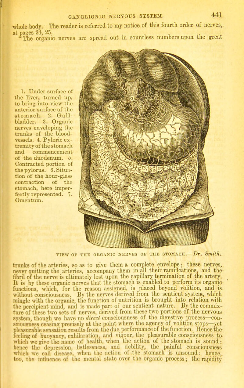 whole body. The reader is referred to my notice of this fourth order of nerves, at pases 24, 25. The organic nerves are spread out in countless numbers upon the great 1. Under surface of the liver, turned up, to bring into view the anterior surface of the Btomach. 2. Gall- bladder. 3. Organic nerves enveloping the trunks of the blood- vessels. 4. Pyloric ex- tremity of the stomach and commencement of the duodenum, o. Contracted portion of the pylorus. 6. Situa- tion of the hour-glass contraction of the stomach, here imper- fectly represented. 7 • Omentum. VIEW OF THE OKGANIC NERVES OF THE STOMACH. Dr. Smith.. trunks of the arteries, so as to give them a complete envelope; these nerves,, never quitting the arteries, accompany them in all their ramifications, and the fibril oi the nerve is ultimately lost upon the capillary termination of the artery. It is by these organic nerves that the stomach is enabled to perform its organic functions, which, for the reason assigned, is placed beyond volition, and is- without consciousness. By the nerves derived from the sentient system, which mingle with the organic, the function of nutrition is brought into relation with the percipient mind, and is made part of our sentient nature. By the commix- ture of these two sets of nerves, derived from these two portions of the nervous system, though we have no direct consciousness of the digestive process—con- sciousness ceasing precisely at the point where the agency of volition stops—yet pleasurable sensation results from the due pcrformauce of the function. Hence the feeling of buoyancy, exhilaration, and vigour, the pleasurable consciousness to which we give the name of health, when the action of the stomach is sound: hence the depression, listlcssncss, and debility, the painful consciousness which we call disease, when the action of the stomach is unsound: hence,, too, the influence of the mental state over the organic process; the rapidity