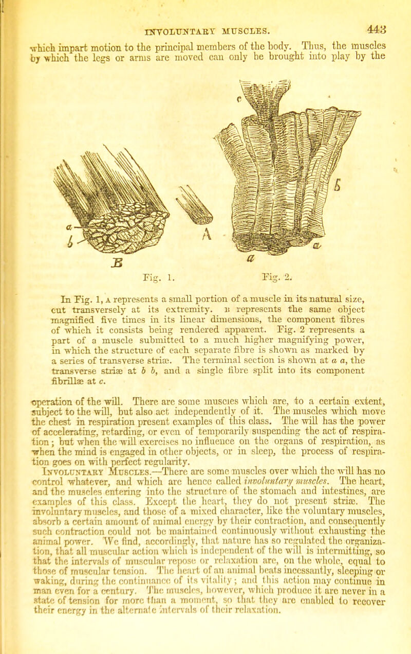 which impart motion to the principal members of the body. Thus, the muscles by •which the legs or arms are moved can only be brought into play by the Fig. 1. Tig. 2. In Fig. 1, a represents a small portion of a muscle in its natural size, cut transversely at its extremity, b represents the same object magnified five times in its linear dimensions, the component fibres of which, it consists being rendered apparent. Fig. 2 represents a part of a muscle submitted to a much higher magnifying power, in which the structure of each separate fibre is shown as marked by a series of transverse stria;. The terminal section is shown at a a, the transverse stria? at 6 b, and a single fibre split into its component fibrillar at c. operation of the will. There are some muscies which are, to a certain extent, subject to the will, but also act independently of it. The muscles which move the chest in respiration present examples of this class. The will has the power of accelerating, retarding, or even of temporarily suspending the act of respira- tion ; but when the will exercises no influence on the organs of respiration, as when the mind is engaged in other objects, or in sleep, the process of respira- tion goes on with perfect regularity. I s voluntary Muscles.—There arc some muscles over which the will has no control whatever, and which arc hence called involuntary muscles. The heart, and the muscles entering into the structure of the stomach and intestines, are examples of this class. Except the heart, they do not present stria;. The involuntary muscles, and those of a mixed character, like the voluntary muscles, absorb a certain amount of animal energy by their contraction, and consequently such contraction could not be maintained continuously without exhausting the animal power. We find, accordingly, that nature has so regulated the organiza- tion, that all muscular action winch is independent of the will is internetting, so that the intervals of muscular repose or relaxation are, on the whole, equal to those of muscular tension. The heart of an animal beat s incessantly, sleeping or waking, during the continuance of its vitality ; and this action may continue in man even for a century. The muscles, however, which produce it arc never in a state of tension for more than a moment, so that they arc enabled to recover their energy in the alternate intervals of their relaxation.