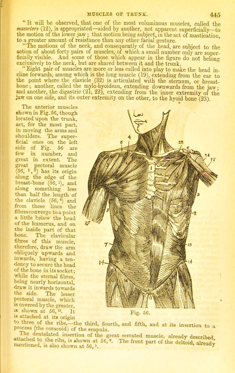  It will be observed, that one of the most voluminous muscles, called the masseters (12), is appropriated—aided by another, not apparent superficially—to the motion of the lower jaw; that motion being subject, in the act of mastication, to a greater amount of resistance than any other facial gesture. The motions of the neck, and consequently of the liead, are subject to the action of about forty pairs of muscles, of which a small number only are super- ficially visible. And some of those which appear in the figure do not belon? exclusively to the neck, but are shared between it and the trunk. Eight pair of muscles are more or less called into play to make the head in- cline forwards, among which is the long muscle (19), extending from the ear to the point where the clavicle (32) is articulated with the sternum, or breast- bone ; another, called the mylo-hyoidean, extending downwards from the jaw • and another, the digastric (21, 22), extending from the inner extremity of the jaw on one side, and its outer extremity on the other, to the hyoid bone (23). The anterior muscles shown in Fig. 56, though located upon the trunk, act, for the most part, in moving the arms and shoulders. The super- ficial ones on the left side of Fig. 56 are few in number, and great in extent. The great pectoral muscle (56, 2,3) has its origin along the edge of the breast-hone (56, i), and along something less than half the length of the clavicle (56,6) and from these lines the fibres converge to a point a little below the head of the humerus, and on the inside part of that bone. The clavicular fibres of this muscle, therefore, draw the arm obliquely upwards and inwards, having a ten- dency to secure the head of the bone in its socket; while the sternal fibres, being nearly horizontal, draw it inwards towards the side. The lesser pectoral muscle, which is covered by the greater, is shown at 56,l3. It is attached at its origin to three of the ribs,—the third, fourth, and fifth, and at its insertion to a process (the coracoid; of the scapula. atSt.,f^te^inSerti.°n °f thc grcat scrrated muscle, already described attached to the nbs is shown at 56, The front part of the deltoid, already menUoned, is also shown at 50, ». ireauy
