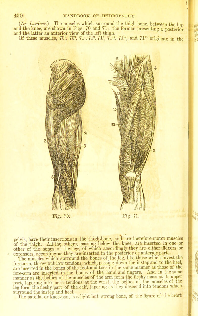 (Dr. Zarduer.) The muscles which surround the tliigh bone, between the lup and the knee, are shown in Figs. 70 and 71; the former presenting a posterior and the latter an anterior view of the left thigh. Of these muscles, 701, 705, 71', 71J, 713, 71. 7F, and 7T3 originate in the Kg. 71. pelvis, have their insertions in the thigh-bone, and are therefore motor muscles of the thigh. All the others, passing below the knee, are inserted in one or other of the bones of the leg, of which accordingly they are cither flexors or extensors, according as they are inserted in the posterior or anterior part. The muscles which surround the bones of the leg, like those which invest the fore-arm, throw out low tendons, which, passing down the instep and to the heel, are inserted in the bones of the foot and toes in the same manner as those ol the fore-arm arc inserted in the bones of the hand and ringers. And in the same manner as the bellies of the muscles of the arm form the fleshy mass at its iipper part, tapering into mere tendons at the wrist, the bellies of the muscles of the leg form the fleshy part of the calf, tapering as they descend into tendons which surround the instep and heel. , The patella, or knee-pan, is a light but strong bone, of the figure of the heart