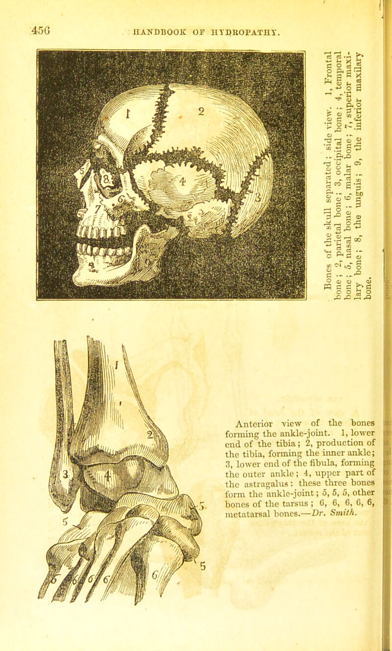 45G Anterior -view of tlie bones forming the ankle-joint. 1, lower end of trie tibia ; 2, production of the tibia, forming the inner ankle; 3, lower end of the fibula, forming the outer ankle; 4, upper part of the astragalus : these tlrree bones form the ankle-joint; 5, 5, 5, other bones of the tarsus ; 6, 6, 6, G, 6, metatarsal bones.—Dr. Smith.