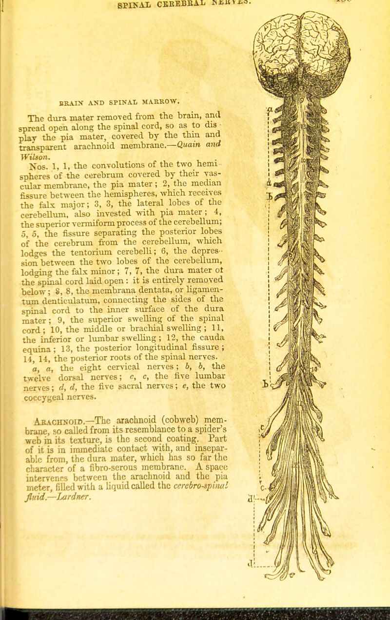SPINAL CKBEBEAli nx<u BRAIX AND SPINAL MAttROW. The dura mater remo-ved from the brain, and spread open along the spinal cord, so as to dis • play the pia mater, covered by the thin and transparent arachnoid membrane.—Quain and Wilson. Nos. 1, 1, the convolutions of the two hemi spheres of the cerebrum covered by their vas- cular membrane, the pia mater; 2, the median fissure between the hemispheres, which receives the falx major; 3, 3, the lateral lobes of the cerebellum, also invested with pia mater; 4, the superior vermiform process of the cerebellum; 5, 5, the fissure separating the posterior lobes of the cerebrum from the cerebellum, which lodges the tentorium cerebelli; 6, the depres- sion between the two lobes of the cerebellum, lodging the falx minor; 7, 7, the dura mater ot the°spinal cord laid open : it is entirely removed below; 8, 8, the membrana dentata, or ligamen- tum denticulatum, connecting the sides of the spinal cord to the inner surface of the dura mater; 9, the superior swelling of the spinal cord; 10, the middle or brachial swelling ; 11, the inferior or lumbar swelling ; 12, the cauda equina; 13, the posterior longitudinal fissure; 14, 14, the posterior roots of the spinal nerves. a, a, the eight cervical nerves; 6, b, the twelve dorsal nerves; c, c, the five lumbar nerves; d, d, the five sacral nerves; e, the two coccygeal nerves. Ajlachnoid—The arachnoid (cobweb) mem- brane, so called from its resemblance to a spider's web in its texture, is the second coating. Part of it is in immediate contact with, and insepar- able from, the dura mater, which has so far the character of a fibro-serous membrane. A space intervenes between the arachnoid and the pia meter, filled with a liquid called the cerebrospinal fluid.—Lardner.