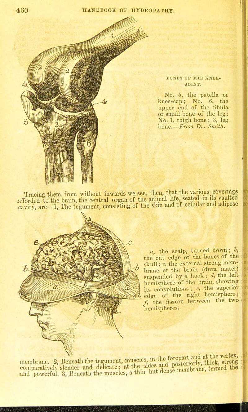 HONES OP THE KNEE- JOINT. No. 5, the patella oi knee-cap; No. 6, the upper end of the fibula or small bone of the leg; No. 1, thigh bone ; 3, leg bone.—From Dr. Smith. Tracing them from without inwards we see, then, that the various coverings .afforded to the brain, the central organ of the animal life seated m its vaulted ■cavity, are-l, The tegument, consisting of the skm and of cellular and adipose a, the scalp, turned down; 4, the cut edge of the bones of the skull; c, the external strong mem- brane of the brain (dura mater) suspended by a hook ; d, the left hemisphere of the brain, showing its convolutions; e, the superior edn-e of the right hemisphere; f, the fissure between the two hemispheres. membrane. 2, Beneath the tegument, musc.es m %^XioiS,fh ek, strong comparatively slender and delicate: at the. sides.and ^Sane termed the and powerful. 3, Beneath the muscfes, a thin hut dense membrane,