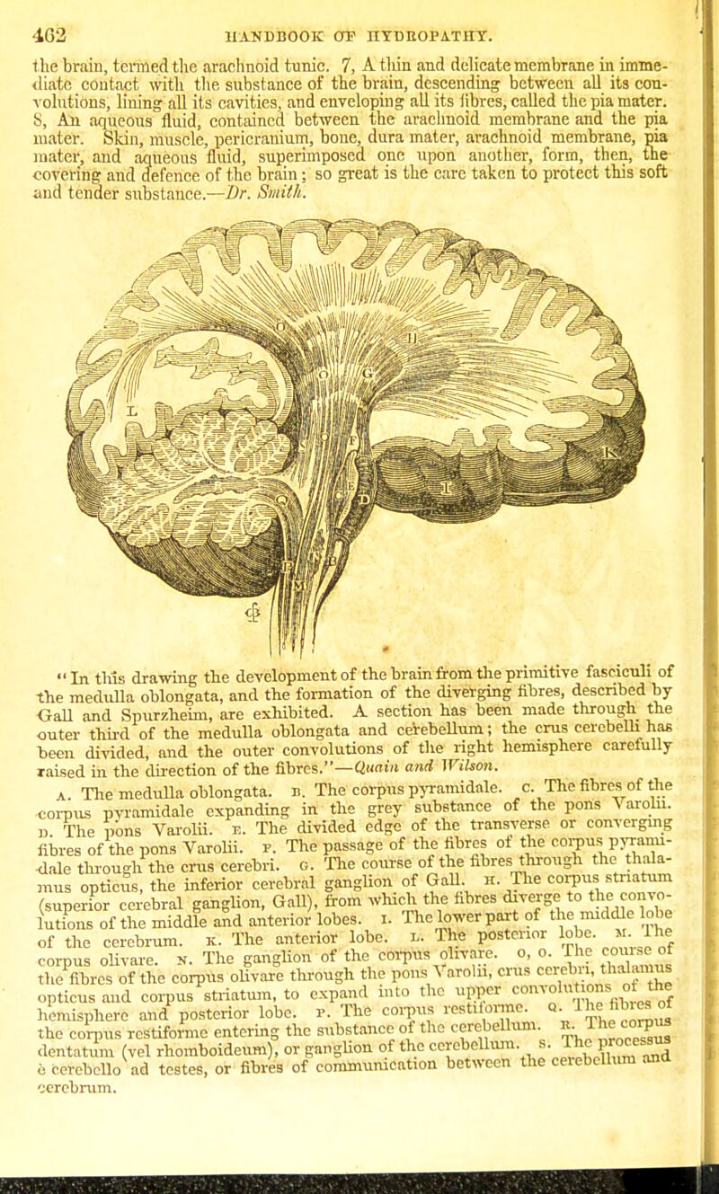 the brain, termed the araehnoid tunic. 7, A tliin and delicate membrane in imme- diate contact with the substance of the brain, descending between all its con- volutions, lining all its cavities, and enveloping all its fibres, called the pia mater. S, An aqueous fluid, contained between the arachnoid membrane and the pia mater. Skin, muscle, pericranium, bone, dura mater, arachnoid membrane, pia mater, and aqueous fluid, superimposed one upon another, form, then, the covering and defence of the brain; so great is the care taken to protect this soft and tender substance.—Dr. Smith.  In this drawing the development of the brain from the primitive fasciculi of the medulla oblongata, and the formation of the diverging fibres, described by Gall and Spurzheim, are exhibited. A section has been made through the outer third of the medulla oblongata and cerebellum; the cms cerebelh has been divided, and the outer convolutions of the right hemisphere carefully raised in the direction of the fib'reSV-— Quoin and Wilson. a. The medulla oblongata, b. The corpus pyramidnle. c. The fibres of the corpus pyramidale expanding in the grey substance of the pons ^ arohi. d The wns Varolii. B. The divided edge of the transverse or converging fibres of the pons Varolii, p. Tire passage of the fibres ot the coitus pyranii- <lale through the crus cerebri, o. The course of the fibres through the thala- mus opticus, the inferior cerebral ganglion of Gall h. The corpus striatum (superior cerebral ganglion, Gall), from which the fibres diverge to the^convo- lutions of the middle and anterior lobes. I. The lower part of the middle lobe of the cerebrum, k. The anterior lobe. g The posterior lobe. *.The corpus olivare. n. The ganglion of the corpus olivare. o, o. I he course ot ot the corpus olivare through the pons Varolii, crus corelm thalanins opticus and corpus striatum, to expand into the upper COUYolufaofeirftto hemisphere and posterior lobe. r. The corpus restiforme. *Jhefitertof the corpus restiforme entering the substance of the cerebellum. *.The coipus dentatum (vel rhomboideum), or ganglion of the cerebellum s. The P^ssus e cerebcllo ad testes, or fibres of communication between the cerebellum and cerebrum.