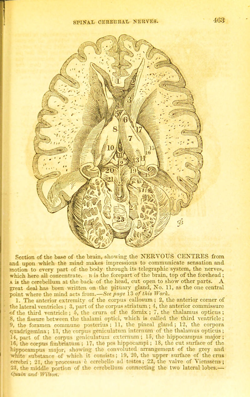 SPINA! CEBEERAE NEUVES. -1G3 Section of the base of the brain, showing the NERVOUS CENTRES from and upon -which the mind makes impressions to communicate sensation and motion to every part of the body through its telegraphic system, the nerves, which here all concentrate. i> is the forepart of the brain, top of the forehead ; a is the cerebellum at the back of the head, cut open to show other parts. A gTeat deal has been written on the pituary gland, No. 11, as the one central point where the mind acts from.—See page 13 of this Work. 1. The anterior extremity of the corpus callosum ; 2, the anterior corner of the lateral ventricles; 3, part of the corpus striatum ; 4, the anterior commissure ■of the third ventricle; 5, the crura of the fornix ; 7, the thalamus opticus ; 8, the fissure between the thalami optici, which is called the third ventricle; 9, the foramen commune posterius ; 11, the pineal gland; 12, the coipora <iuadrigemina; 13, the corpus geniculatum internum of the thalamus opticus; 14, part of the corpus geniculatum externum; 15, the hippocampus major ; 16, the corpus fimbriatum ; 17, the pes hippocampi ; 18, the cut surface of the hippocampus major, showing the convoluted arrangement of the grey and white substance of which it consists; 19, 20, the upper surface of the cms cerebri; 21, the processus i cerebello ad testes; 22, the valve of Vienssens; 23, the middle portion of the cerebellum connecting the two lateral lobes.— (£tain and Witetm.