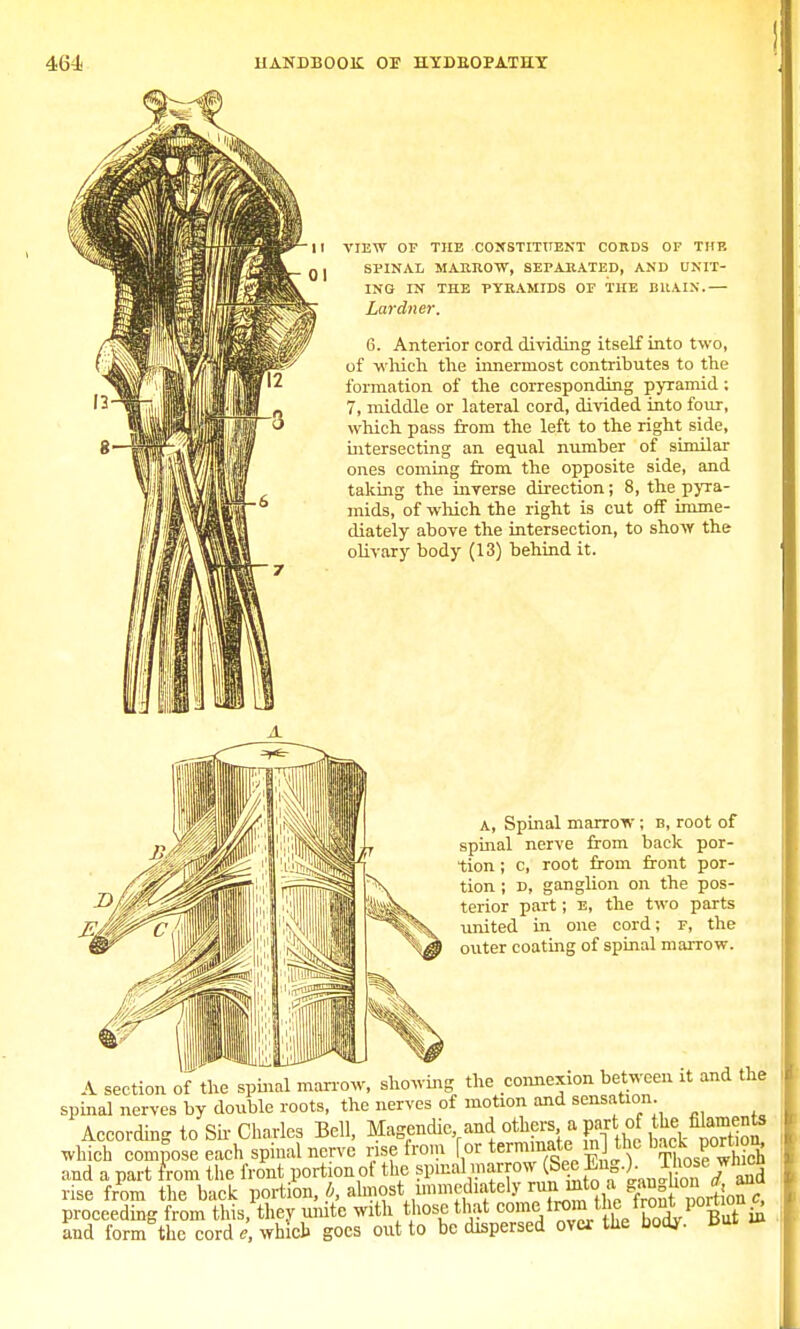 II VIEW OP THE CONSTITUENT CORDS OF THE g | SPINAL MARROW, SEPARATED, AND UNIT- ING IN THE PYRAMIDS OF THE BRAIN.— Lardner. G. Anterior cord dividing itself into two, of which the innermost contributes to the formation of the corresponding pyramid; 7, middle or lateral cord, divided into four, which pass from the left to the right side, intersecting an equal number of similar ones coming from the opposite side, and taking the inverse direction; 8, the pyra- mids, of which the right is cut off imme- diately above the intersection, to show the olivary body (13) behind it. A, Spinal marrow ; b, root of spinal nerve from back por- tion ; c, root from front por- tion ; D, ganglion on the pos- terior part; e, the two parts united in one cord; F, the outer coating of spinal marrow. A section of the spinal marrow, showing the connexion between it and the spinal nerves by double roots, the nerves of motion and sensation According to Sir Charles Bell, Magendie and others a par of thefilam,ento which compose each spinal nerve rise from f or terminate in] the P0™^ and a part from the front portion of the spinal marrow (Sec Eng.) ^ose rise from the back portion, b, almostimmediately runiinto » proceeding from this, they unite with those that com> trorn.the front portion^ and form the cord e, which goes out to be dispersed over the body. Bui »