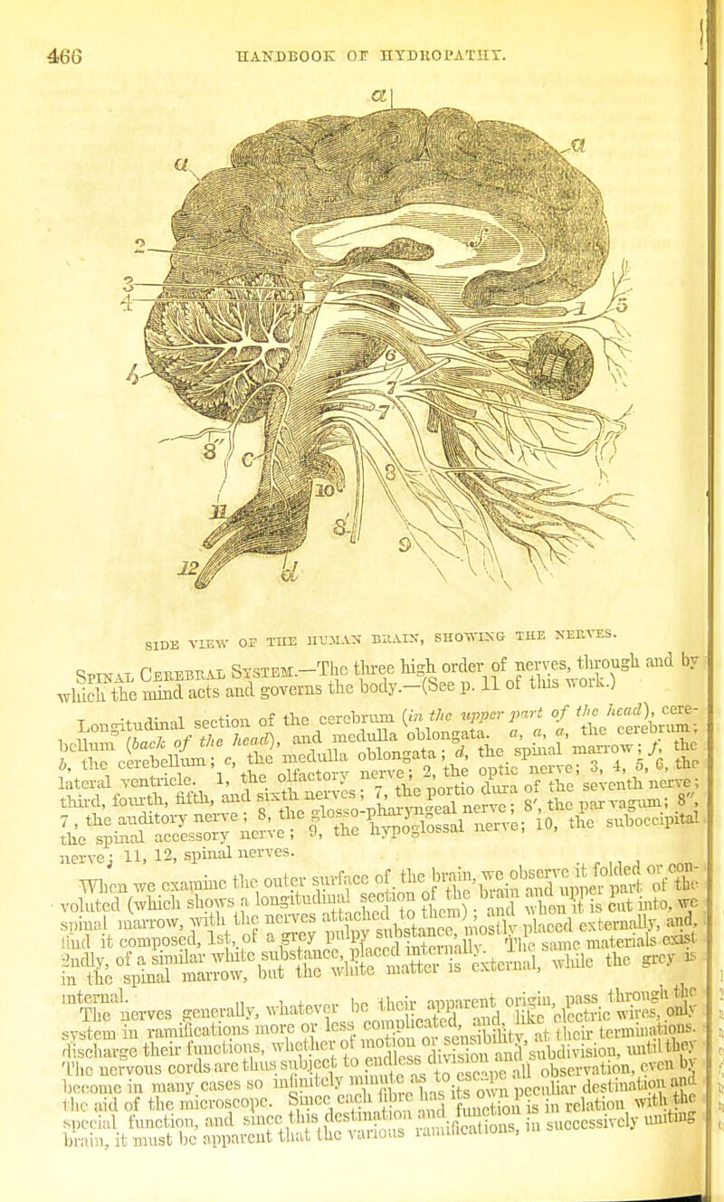 SIDE VIEW OF THE 1IE.M.VN BHADr, SHOWING THE XERVES. q™ it OmuraiUD SxsTEM.-Thc three high order of nerves, through and by which toffiXS governs the body.-(See p. 11 of this work.) Longitudinal section of the cerebrum ^tho ^r^t of m head^cere- lateral ventricle. 1, the oiiacroi, « > > i , seventh nerve; third, fourth, fifth, and f^g^^SSSS 8', the parvagum; 8, nerve: 11, 12, spinal nerves. „„„ men we examine the outer surface of +£&Sfi3g!& *t ■ volutcd (which shows a ^dmal s«rtion of *hc b am and^ppei ^ ,nS nerves generaUy, whatever bctheirJ^^H^ggfl! svstcin in ramifications more or ^ «Wat their terminations, discharge their tactions, '^Wi S ^.M'v1Sio». until the,; The nervous cords arc thus subject to eless ™™ „ obsemtion even bv become in many cases so mhndoly muute;as to cs c pc destination and 1 he aid of the microscope. Bmoe each fibre has its.Dwn i wlt, ^ special function, and skecjtbu[^^^J^^^^^^* brain, it must be apparent that the various ramincauuu ,