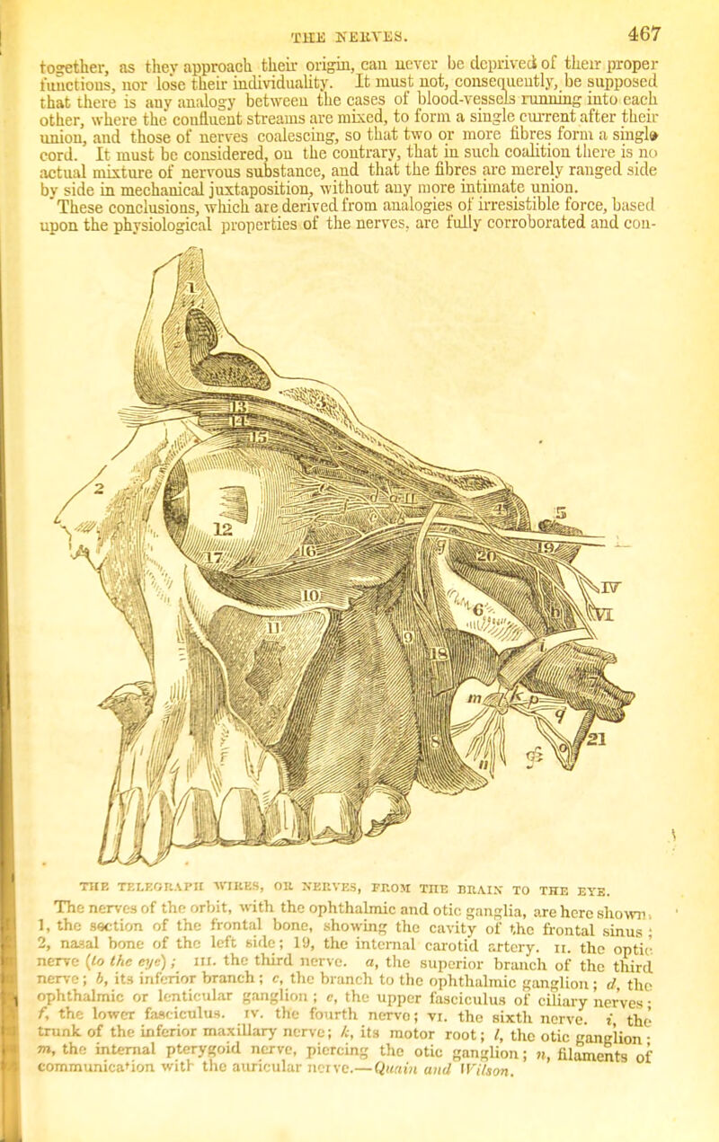 together, as they approach their origin, can never be deprived of their proper functions, nor lose their individuality. It must not, consequently, be supposed that there is any analogy between the cases of blood-vessels running into each other, where the coulluent streams are mixed, to form a single current after their union, and those of nerves coalescing, so that two or more fibres form a single cord. It must be considered, on the contrary, that in such coalition there is no actual mixture of nervous substance, and that the fibres arc merely ranged side bv side in mechanical juxtaposition, without any more intimate union. * These conclusions, which are derived from analogies of irresistible force, based upon the physiological properties of the nerves, arc fully corroborated and con- THE TELEGRAPH WIKES, OE BEEVES, FKOM THE DRAIN TO THE EYE. The nerves of the orbit, with the ophthalmic and otic ganglia, are here shown 1, the section of the frontal bone, showing the cavity of the frontal sinus ; 2, naaal bone of the left side; 19, the internal carotid artery, n. the optic nerve (to the eye); in. the third nerve, a, the superior branch of the third nerve ; b, its inferior branch ; c, the branch to the ophthalmic ganglion ; d, the ophthalmic or lenticular ganglion ; c, the upper fasciculus of ciliary nerves • f, the lower fasciculus, iv. the fourth nervo; vi. the sixth nerve, i the trunk of the inferior maxillary nerve; its motor root; /, the otic ganglion ■ m, the internal pterygoid nerve, piercing the otic ganglion; n, filaments ot' communica'ion with the auricular nerve.—Quuin and Wilson.