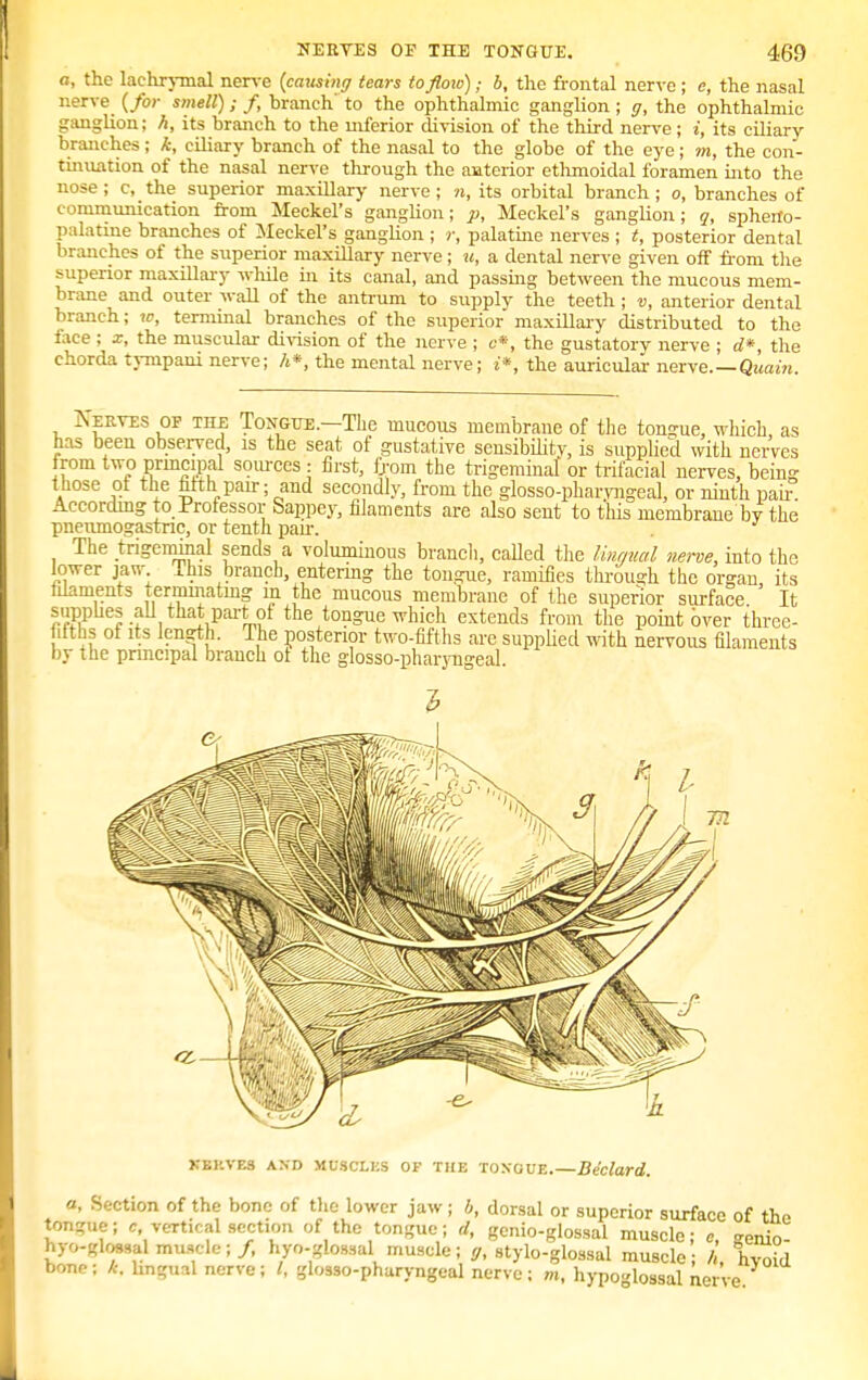 a, the lachrymal nerve (caitsing tears to flow); b, the frontal nerve; e, the nasal nerve {for smell) ; f branch' to the ophthalmic ganglion ; g, the ophthalmic ganglion; h, its branch to the mferior division of the third nerve; i, its ciliary branches; k, ciliary branch of the nasal to the globe of the eye; m, the con- tinuation of the nasal nerve through the anterior ethmoidal foramen into the nose; c, the superior maxillary nerve ; n, its orbital branch ; o, branches of communication from Meckel's ganglion; p, Meckel's ganglion; q, spheno- palatine branches of Meckel's ganglion ; r, palatine nerves ; t, posterior dental branches of the superior maxillary nerve; u, a dental nerve given off from the superior maxillary while in its canal, and passing between the mucous mem- brane and outer wall of the antrum to supply the teeth ; v, anterior dental branch; w, terminal branches of the superior maxillary distributed to the face ; *, the muscular division of the nerve ; c*, the gustatory nerve ; d*, the chorda tynipani nerve; A*, the mental nerve; £*, the auricular nerve— Quain. Serves of the Tongue.—The mucous membrane of the tongue, which, as has been observed, is the seat of gustative sensibility, is supplied with nerves from two principal sources : first, from the trigeminal or trifacial nerves, being those of the filth pair; and secondly, from the glosso-pharvngeal, or ninth pan? According to Professor Sappey, filaments are also sent to this membrane by the pneumogastnc, or tenth pan-. The trigeminal sends a voluminous branch, called the lingual nerve, into the lower jaw. This branch, entering the tongue, ramifies through the organ its filaments terminating in the mucous membrane of the superior surface It supplies all thatjpartof the tongue which extends from the point over three- ifths of its length. The posterior two-fifths are supplied with nervous filaments by the principal branch of the glosso-pharyngeal. XEI'.VES AND MUSCLES OF THE TONGUE.—Declard. a, Section of the bone of the lower jaw ; b, dorsal or superior surface of the tongue; c, vertical section of the tongue; d, genio-glossal muscle • e senin hyo-glossal muscle; /, hyo-glossal muscle; g, stylo-glossal muscle; L hvoid bone: k, lingual nerve; I, glosso-pharyngeal nerve; m, hypoglossal nerve