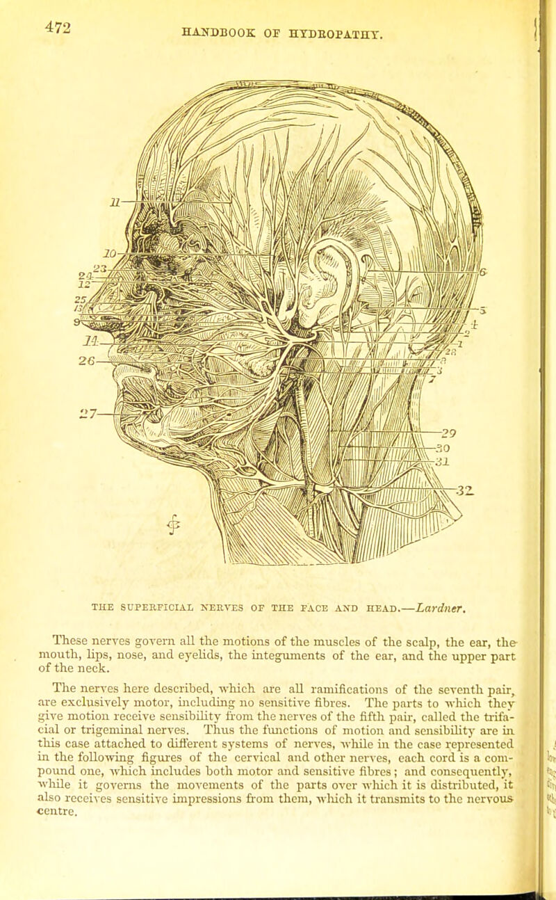 HANDBOOK OF HTDEOPATHT. THE SUPERFICIAL NERVES OF THE FACE AND HEAD.—Lardner. These nerves govern all the motions of the muscles of the scalp, the ear, the mouth, lips, nose, and eyelids, the integuments of the ear, and the upper part of the neck. The nerves here described, which are all ramifications of the seventh pair, are exclusively motor, including no sensitive fibres. The parts to -which thev give motion receive sensibility from the nerves of the fifth pail, called the trifa- cial or trigeminal nerves. Thus the functions of motion and sensibility are in this case attached to different systems of nerves, while in the case represented in the following figures of the cervical and other nerves, each cord is a com- pound one, which includes both motor and sensitive fibres; and consequently, while it governs the movements of the parts over which it is distributed, it also receives sensitive impressions from them, which it transmits to the nervous centre.