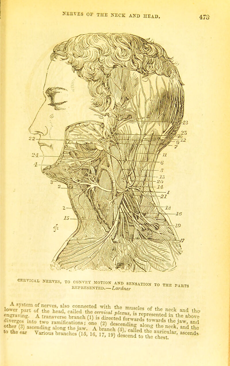 NERVES OE THE NECK AND HEAD. A system of nerves, also connected with the muscles irf+fc„ i lower part of the head, called the cervical plexus frlf , nock and the, engraT&ig. A transverse branch (1) is directed for'w^H?t ^d 5 th° abov(> diverges into two ramifications; one (TdescenZ „ tow»rds ^ jaw, and other (.3) ascending along the jaw. A lian^ffti^v81 th° n°,ck' and thli to the ear Various branches^ 1*. 10, g^g g£g* the St*'