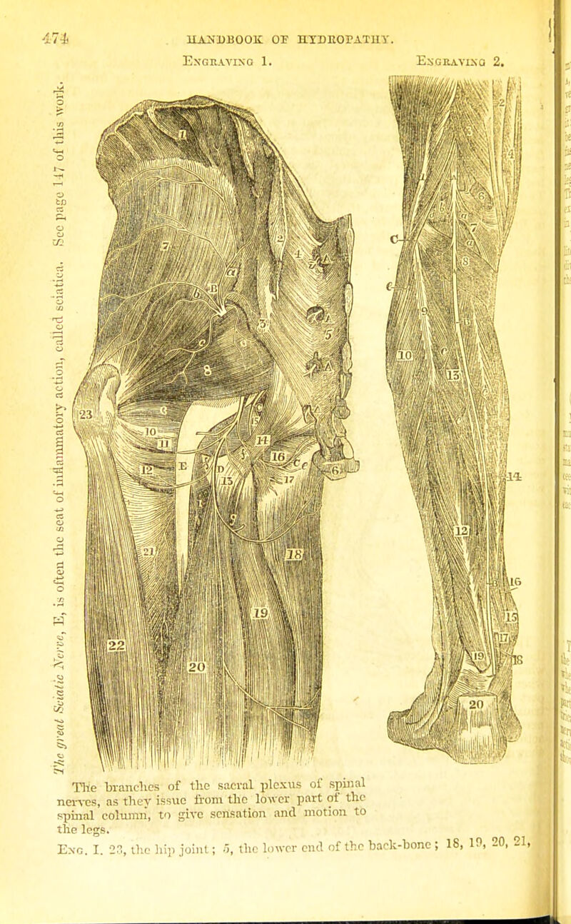 Engraving 1. Engraving 2. The branches of the sacral plexus of spinal nerves, as they issue from the lower part of the spinal column, to give sensation and motion to the legs. Eng. I. 23, the hip joint; 5, the lower end of the back-bone; 18, 19, 20,