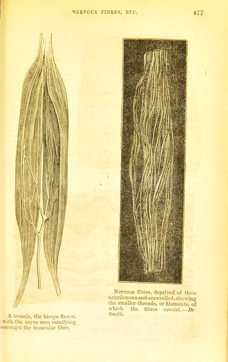 A muscle, the biceps flexor, with the nerve seen ramifying Amongst the muscular fibre. Nervous fibres, deprived of their neurilemma and unravelled, showing the smaller threads, or filaments, of -which the fibres consist.—Dr Smith.