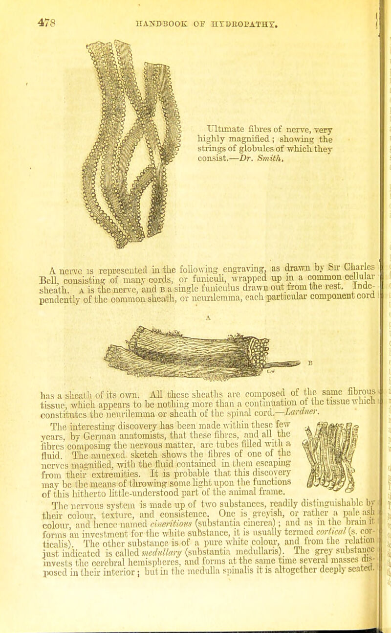 Ultimate fibres of nerve, very highly magnified; showing the strings of globules of which they consist.—Dr. Smith, \ nerve is represented in the following engraving, as drawn by Sir Charles Bell, consisting of many cords, or funiculi, wrapped up m a common, cellular sheath, a is the nerve, and B a single funiculus dra^vn out from the rest, inde- pendently of the common sheath, or neurilemma, each particular component cord has a sUcai-h of its own. All these sheaths arc composed of the same fibrous tissue, which appears to be nothing more than a contmuation ot the tissue wtocn constitutes the neurilemma or sheath of the spinal coul—Laraner. The interesting discovery has been made within those few years, by German anatomists, that these fibres, and all the fibres composing the nervous matter, are tubes filled with a fluid. The annexed, sketch shows the fibres of one of the nerves magnified, with the fluid contained in tliem escaping from their extremities. It is probable that this discovery may be the means of throwing some light upon the functions of this hitherto little-understood part of the animal Irame. The nervous system is made up of two substances, readily distinguishable bv their colour, texture, and consistence. One is greyish, or rather a pale ash colour and hener named cmeriUom (substantia cinerea); and as in the brain it forms an investment for the white substance, it is usually termed cortical(s. edg ticalis). The other substance is of a pure white colour, mid from the relation just indicated is called medullary (substantia medullans). Hie grey substaaffi invests the cerebral hemispheres, and forms at the same time several masses dis- posed in their interior ; but in the medulla spinalis it is altogether deeply seated.