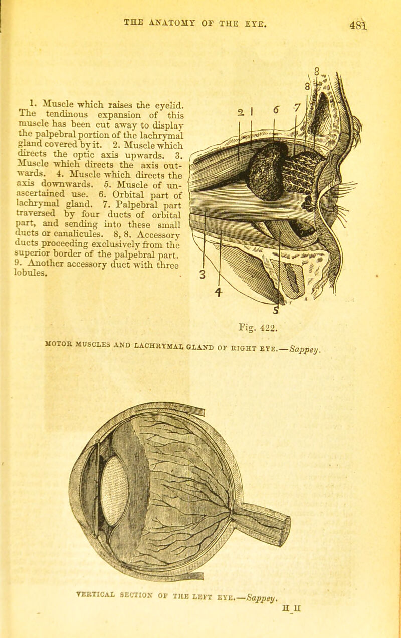 1. Muscle which raises the eyelid. The tendinous expansion of this muscle has been cut away to display the palpebral portion of the lachryma'l gland covered by it. 2. Muscle which directs the optic axis upwards. 3. Muscle which directs the axis out- wards. 4. Muscle which directs the axis downwards. 5. Muscle of un- ascertained use. 6. Orbital part of lachrymal gland. 7. Palpebral part traversed by four ducts of orbital part, and sending into these small ducts or canalicules. 8, 8. Accessory ducts proceeding exclusively from the superior border of the palpebral part. 9- Another accessory duct with three lobules. Fig. 422. VERTICAL SECTIOX OP THE LEFT EYE Sappey. 11 u