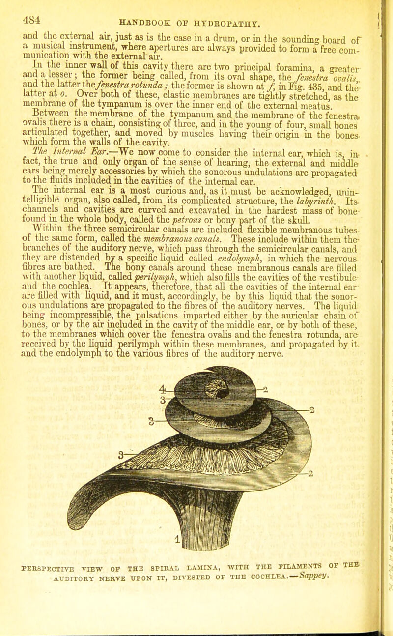 and the external air, just as is the case in a drum, or in the sounding board of a musical instrument, where apertures are always provided to form a free com- munication with the external air. In the inner -wall of this cavity there are two principal foramina, a greater and a lesser; the former being called, from its oval shape, the fenestra ovalis and the latter the fenestra rotunda ; the former is shown at /, in Kg. 435, and the latter at o. Over both of these, elastic membranes are tightly stretched, as the membrane of the tympanum is over the inner end of the external meatus Between the membrane of the tympanum and the membrane of the fenestra ovalis there is a chain, consisting of three, and in the young of four, small bones articulated together, and moved by muscles having their origin in the bones which form the walls of the cavity. The Internal Ear.—We now cbme to consider the internal ear, which is, in fact, the true and only organ of the sense of hearing, the external and middle ears being merely accessories by which the sonorous undulations are propagated to the fluids included in the cavities of the internal ear. The internal ear is a most curious and, as it must be acknowledged, unin- telligible organ, also called, from its complicated structure, the labyrinth. Its channels and cavities are curved and excavated in the hardest mass of bone- found in the whole body, called the petrous or bony part of the skull. Within the three semicircular canals are included flexible membranous tubes of the same form, called the membranous canals. These include within them the- branches of the auditory nerve, which pass through the semicircular canals, and they are distended by a specific liquid called endolymph, in wMch the nervous- fibres are bathed. The bony canals arouud these membranous canals are filled with another liquid, called perilymph, wliich also fills the cavities of the vestibule- and the cochlea. It appears, therefore, that all the cavities of the internal ear are filled with liquid, and it must, accordingly, be by this liquid that the sonor- ous undulations are propagated to the fibres of the auditory nerves. The liquid being incompressible, the pulsations imparted either by the auricular chain of bones, or by the air included in the cavity of the middle ear, or by both of these, to the membranes which cover the fenestra ovalis and the fenestra rotunda, are received by the liquid perilymph within these membranes, and propagated by it. and the endolymph to the various fibres of the auditory nerve. PERSPECTIVE VIEW OP THE SPIRAL LAMINA, WITH THE FILAMENTS OP AUDITORY NERVE UPON IT, DIVESTED OF THE COCHLEA.—Sappey.