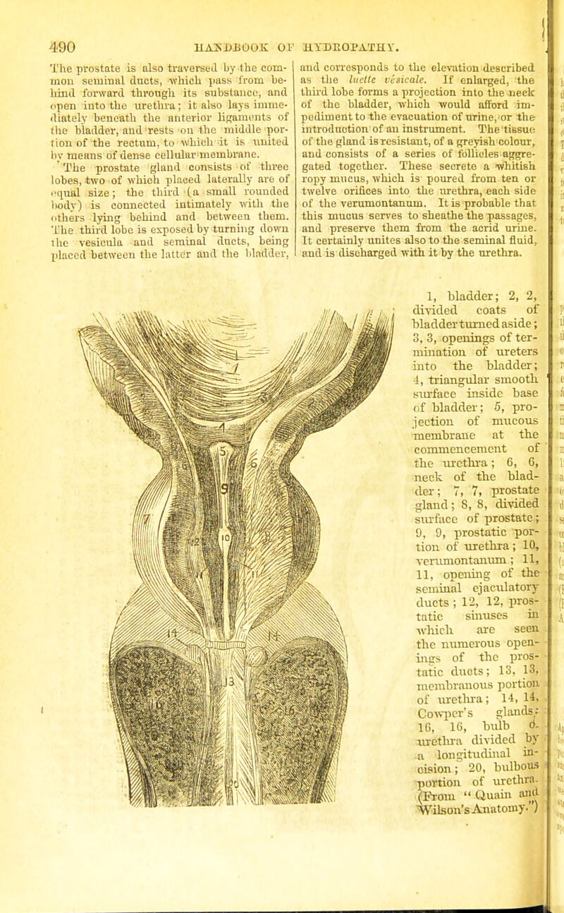 The prostate is also traversed by-the com- mon seminal ducts, which pass from be- hind forward through its substance, and open into the urethra; it also lays imme- diately beneath the anterior ligaments of the bladder, and rests on the middle por- tion of the rectum, to which it is united by means of dense cellular membrane. The prostate gland consists of three lobes, two of which placed laterally ai-e of oqual size; the third (a small rounded body) is connected intimately with the others lying behind and between them. The third lobe is exposed by turning down the vesieula and seminal ducts, being placed between the latter and the bladder, and corresponds to the elevation described as the luetic vesicale. If enlarged, the third lobe forms a projection into the neck of the bladder, which would afford im- pediment to the evacuation of urine, or the introduction of an instrument. The tissue of the gland is resistant, of a greyish colour, and consists of a series of follicles aggre- gated together. These secrete a whitish ropy mucus, which is poured from ten or twelve orifices into the urethra, each side of the verumontanum. It is probable that this mucus serves to sheathe the passages, and preserve them from the acrid urine. It certainly unites also to the seminal fluid, and is discharged with it by the urethra. 1, bladder; 2, 2, divided coats of bladderturned aside; 3, 3, openings of ter- mination of ureters into the bladder; I, triangular smooth surface inside base of bladder; 5, pro- jection of mucous membrane at the commencement of the urethra; 6, 6, neck of the blad- der; 7, 7, prostate gland; 8, 8, divided surface of prostate; 9, 9, prostatic por- tion of urethra; 10, verumontanum; 11, II, opening of the seminal ejaculatory ducts ; 12, 12, pros- tatic sinuses in which are seen the numerous open- ings of the pros- tatic ducts; 13, 13, membranous portion of urethra; 14, 14, Cevwpcr's glands; 16, 16, bulb d- urcthra divided by a longitudinal in- - oision; 20, bulbous portion of urethra. (Prom Quain and Wilson's Anatomy. )