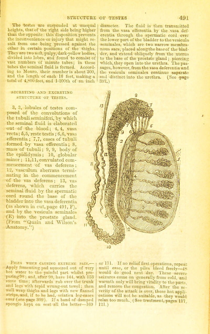 STKUCTUKE The testes are suspended at unequal heights, that of the right side heing higher than the opposite: this disposition prevents the inconvenience or injury that might re- sult from one being pressed against the other in certain positions of the thighs. They are two soft, pulpy, dark-yellow bodies, divided into lobes, and found to consist of vast numbers of minute tubes; in these tubes the seminal fluid is formed. Accord- ing to Monro, their number is about 300, and the length of each 16 feet, making a total of 4,^00 feet, and l-200tb of an inch SECRETING A.VD EXCRETING STRUCTURE OF TESTES. 3, 3, lobules of testes com- posed of the convolutions of the tubuli serniniferi, by which the seminal fluid is elaborated out of the blood; 4, 4, vasa recta; 5,5, restetestis ; 6,6, vasa efferentia ; 7,7, cases of tubidi formed by vasa efferentia; 8, mass of tubuli; 9, 9, body of the epididymis ; 10, globidar minor; 11,11, convulated com- mencement of vas deferens; 12, vaseulum aberrans termi- nating in the commencement of the vas deferens; 13, vas deferens, -which carries the seminal fluid by the spermatic- cord round the base of the bladder into the vasa deferentia (as shown in cut, page 491, F), and by the vesicula serninales (E) into the prostate gland. (From Quain and Wilson's Anatomy.) Pir.F.3 WHEN CAUSING EXTREMK PAIN. Apply fomenting pad squeezed out of very hot water to the painful part whilst pre- pnrinjjOS; and, after 08, have 144, with 103 same time; afterwards rub over the trunk and legs with tepid wrung-out towel: then well wrap thighs and legs with new flannel strips, and, if to he bad, sciatica leg-cases f>rer (see page 309). If a band of damped spongio kept on sent nil the better—10!) OF TESTES 491 diameter. The fluid is then transmitted from the vasa efferentia by the vasa def- erentia through the spermatic cord over the lower part of the bladder to the vesiculu serninales, which are two narrow membra- nous sacs, placed alongtbe baseof the blad- der, and extend obliquely from the uterus to the base of the prostate gland ; piercing which, they open into the urethra. The pas- sages, however, from the vasa deferentia and the vesicula serninales continue separate and distinct into the urethra. (See page 3&7.) 10 or 171. If no relief first operations, repeat until ease, or the piles bleed freely— would do good next day. These severe seizures coine on generally from cold, and warmth only will bring vitality to the parts, and remove the congestion. After tho se- verity of the attack is over, these hot appli- cations will not be suitable, as they would relax too much., (See treatment,pages 117.