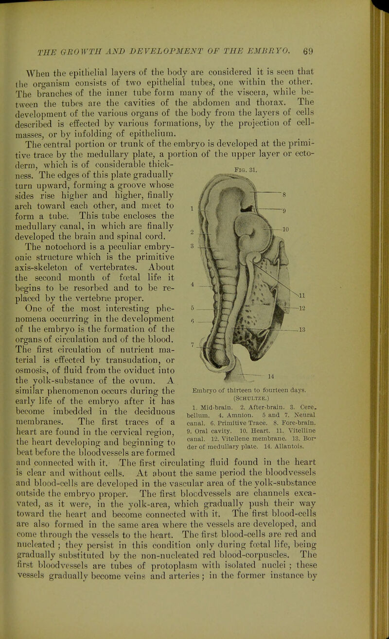 Fig. 31. Wheu the epitlielial layers of the body are considered it is seen that the organism consists of two epithelial tubes, one within the other. The branches of the inner tube foim many of the viscera, while be- tween the tubes are the cavities of the abdomen and thorax. The development of the various organs of the body from the layers of cells described is effected by various formations, by the projection of cell- masses, or by infolding of epithelium. The central portion or trunk of the embryo is developed at the primi- tive trace by the medullary plate, a portion of the upper layer or ecto- derm, which is of considerable thick- ness. The edges of this plate gradually turn upward, forming a groove whose sides rise higher and higher, finally arch toward each other, and meet to form a tube. This tube encloses the medullary canal, in which are finally developed the brain and spinal cord. The notochord is a peculiar embry- onic structure which is the primitive axis-skeleton of vertebrates. About the second month of fcetal life it begins to be resorbed and to be re- placed by the vertebrae proper. One of the most interesting phe- nomena occurring in the development of the embryo is the formation of the organs of circulation and of the blood. The first circulation of nutrient ma- terial is effected by transudation, or osmosis, of fluid from the oviduct into the yolk-substance of the ovum. A similar phenomenon occurs during the early life of the embryo after it has become imbedded in the deciduous membranes. The first traces of a heart are found in the cervical region, the heart developing and beginning to beat before the bloodvessels are formed and connected with it. The first circulating is clear and without cells. Nil -12 .13 Embryo of thirteen to fourteen days. (SCHULTZE.) 1. Mid-brain. 2. After-brain. 3. Cere, bellum. 4. Amnion. 5 and 7. Neural canal. 6. Primitive Trace. 8. Fore-brain. 9. Oral cavity. 10. Heart. 11. Vitelline canal. 12. Vitellene membrane. 13. Bor- der of medullary plate. 14. Allantois. fluid found in the heart At about the same period the bloodvessels and blood-cells are developed in the vascular area of the yolk-substance outside the embryo proper. The first bloodvessels are channels exca- vated, as it were, in the yolk-area, which gradually push their way toward the heart and become connected with it. The first blood-cells are also formed in the same area where the vessels are developed, and come through the vessels to the heart. The first blood-cells are red and nucleated ; they persist in this condition only during foetal life, being gradually substituted by the non-nucleated red blood-corpuscles. The first bloodvessels are tubes of protoplasm with isolated nuclei ; these vessels gradually become veins and arteries; in the former instance by